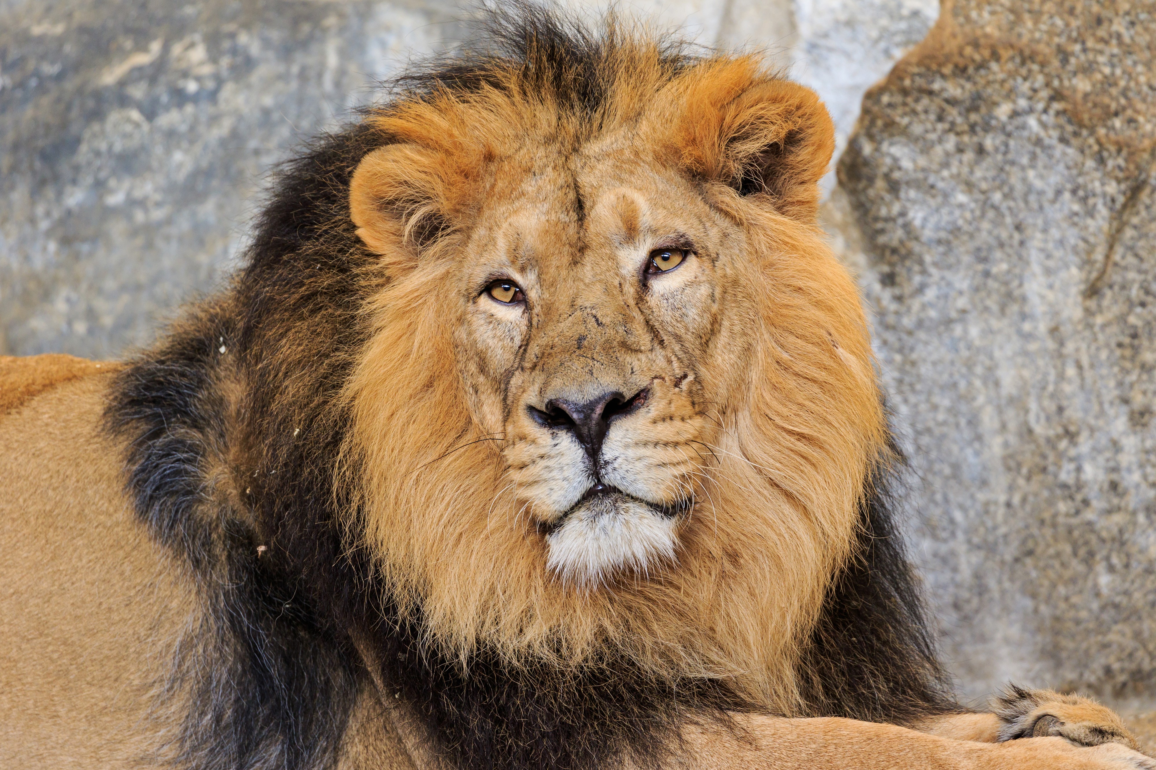 Berlin Tierpark Friedrichsfelde 12-2015 img18 Indian lion