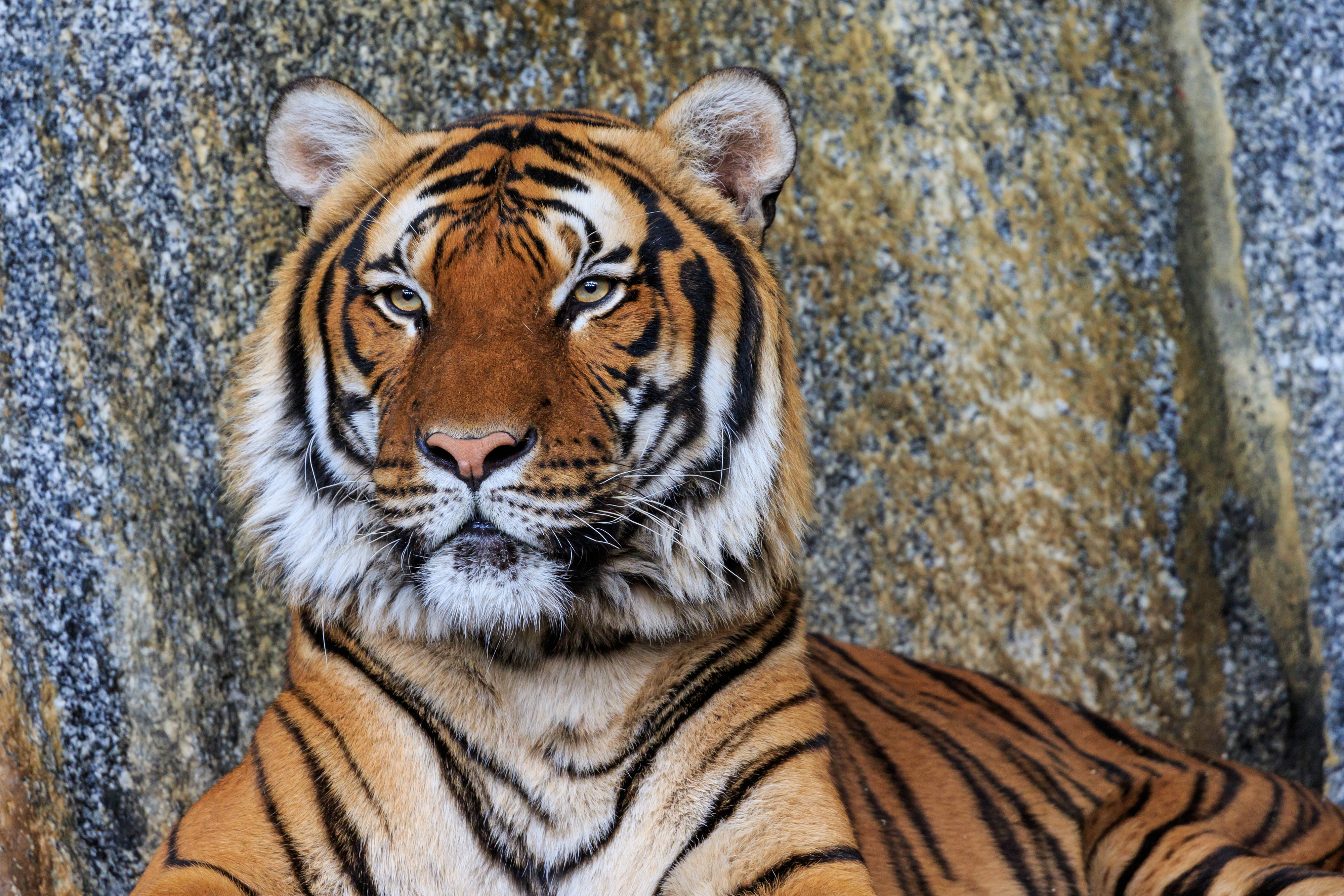 Berlin Tierpark Friedrichsfelde 12-2015 img26 Indochinese tiger