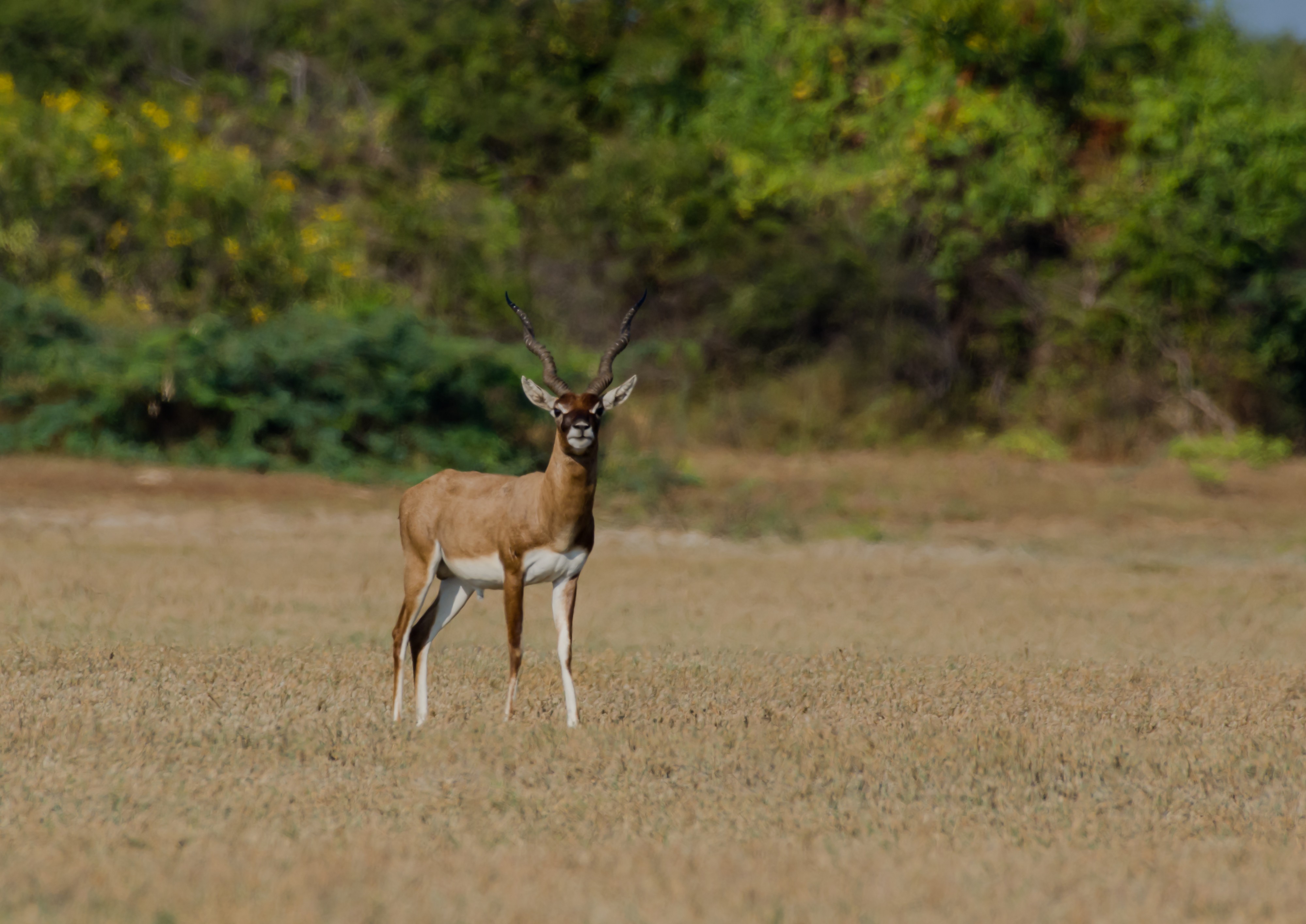 Blackbuck antelope