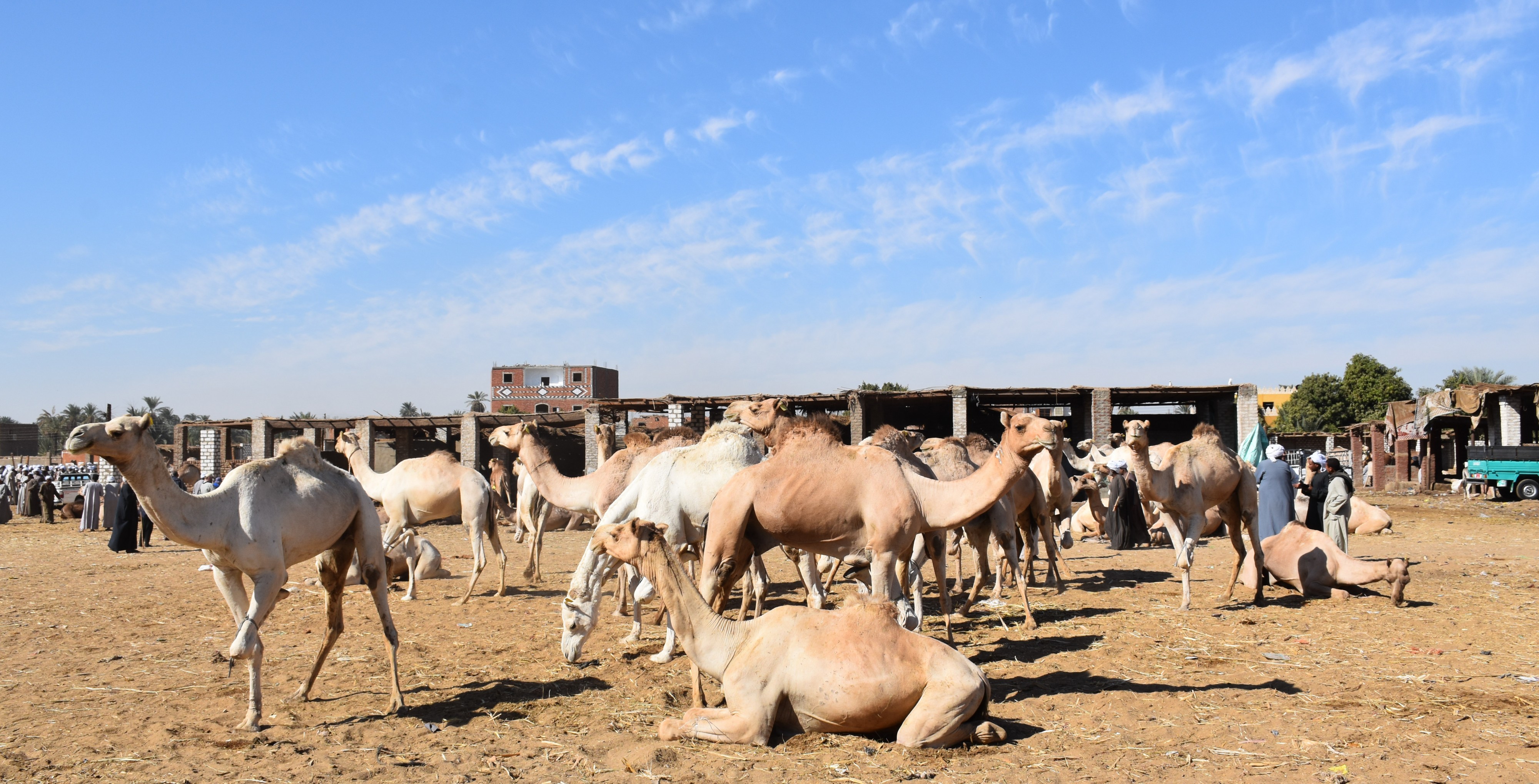 Camel market at Daraw in 2017, photo by Hatem moushir 25