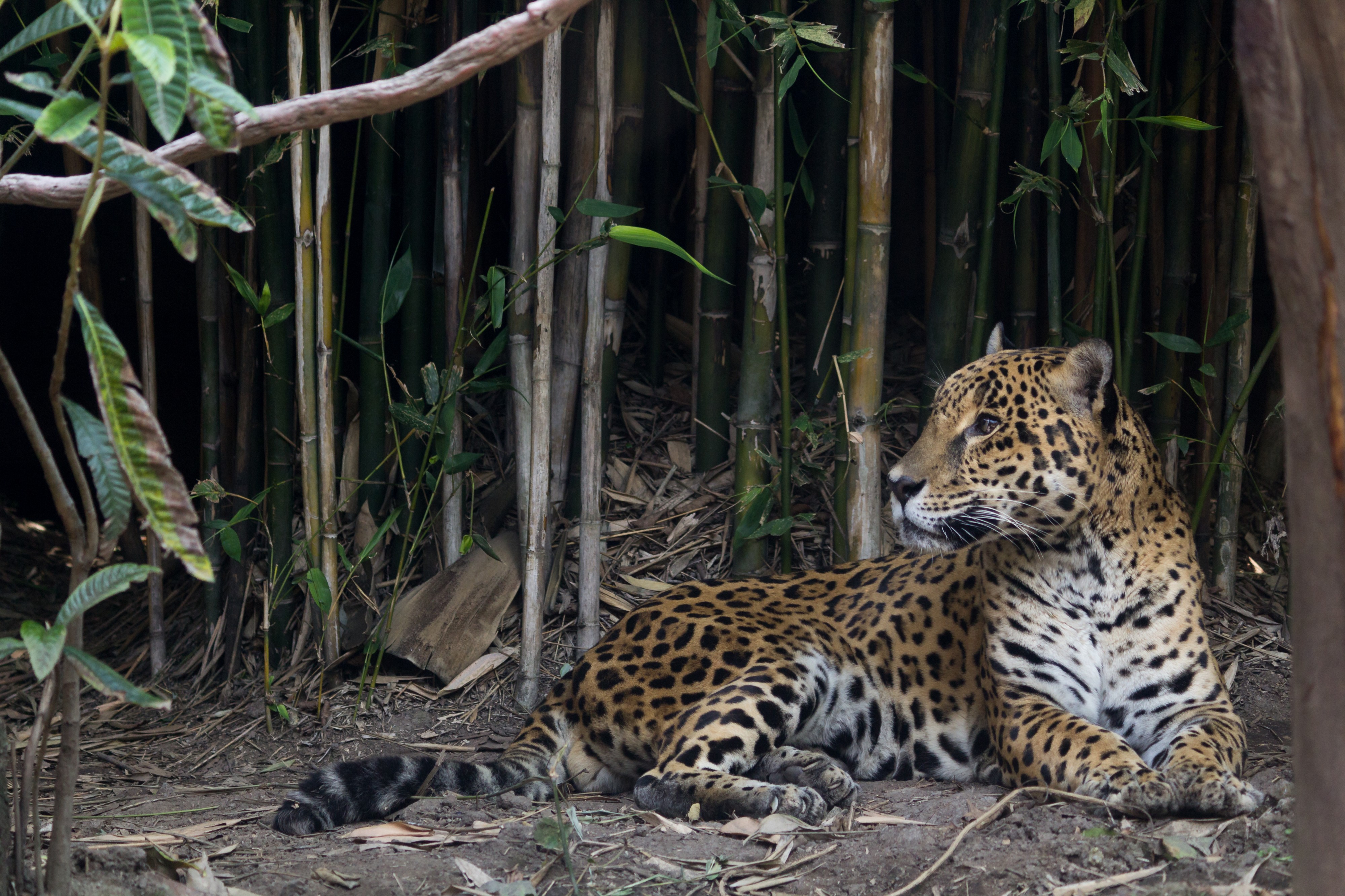 Chapultepec Zoo - Jaguar (01)