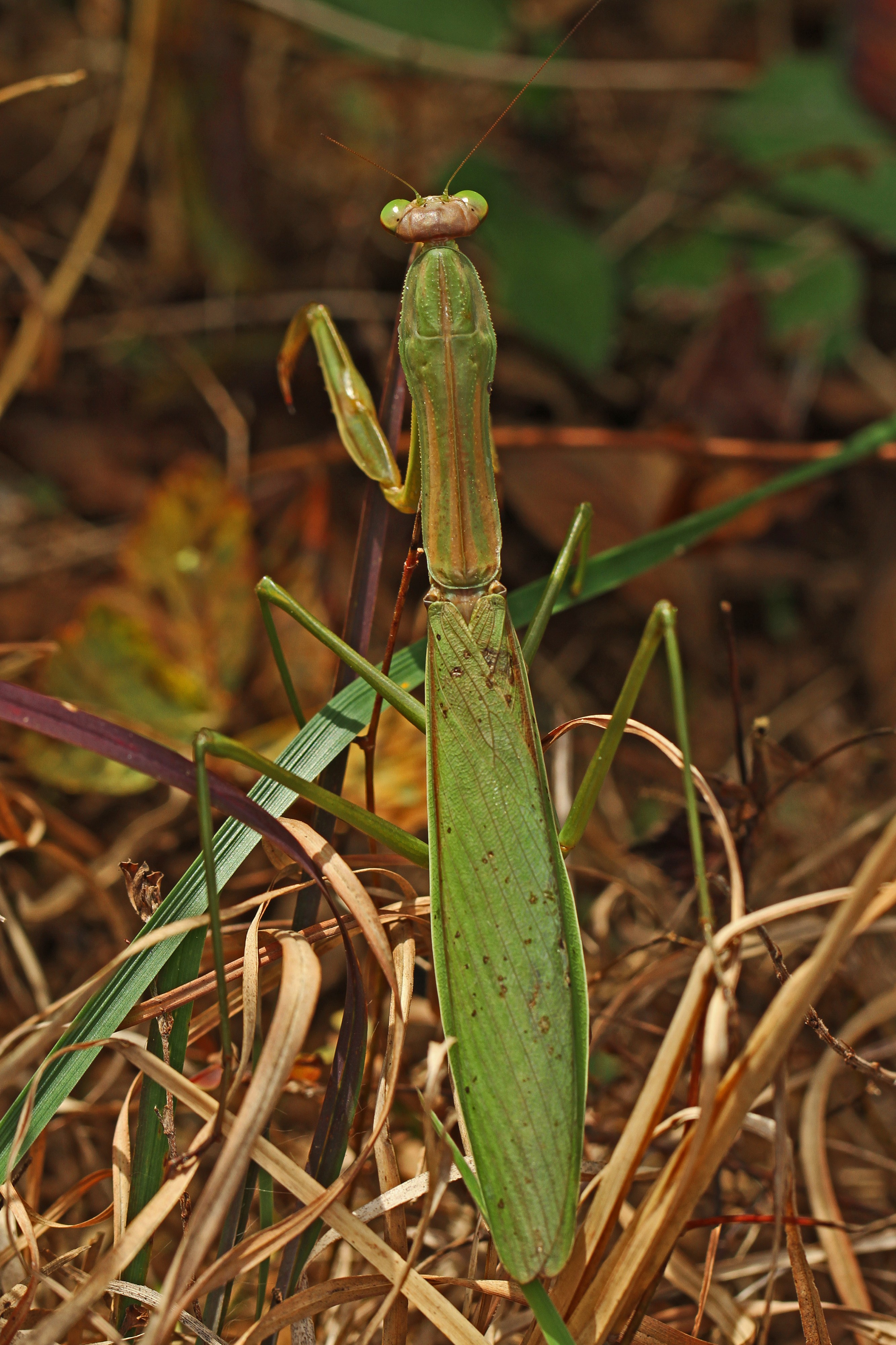 Chinese Mantis - Tenodera aridifolia, Julie Metz Wetlands, Woodbridge, Virginia