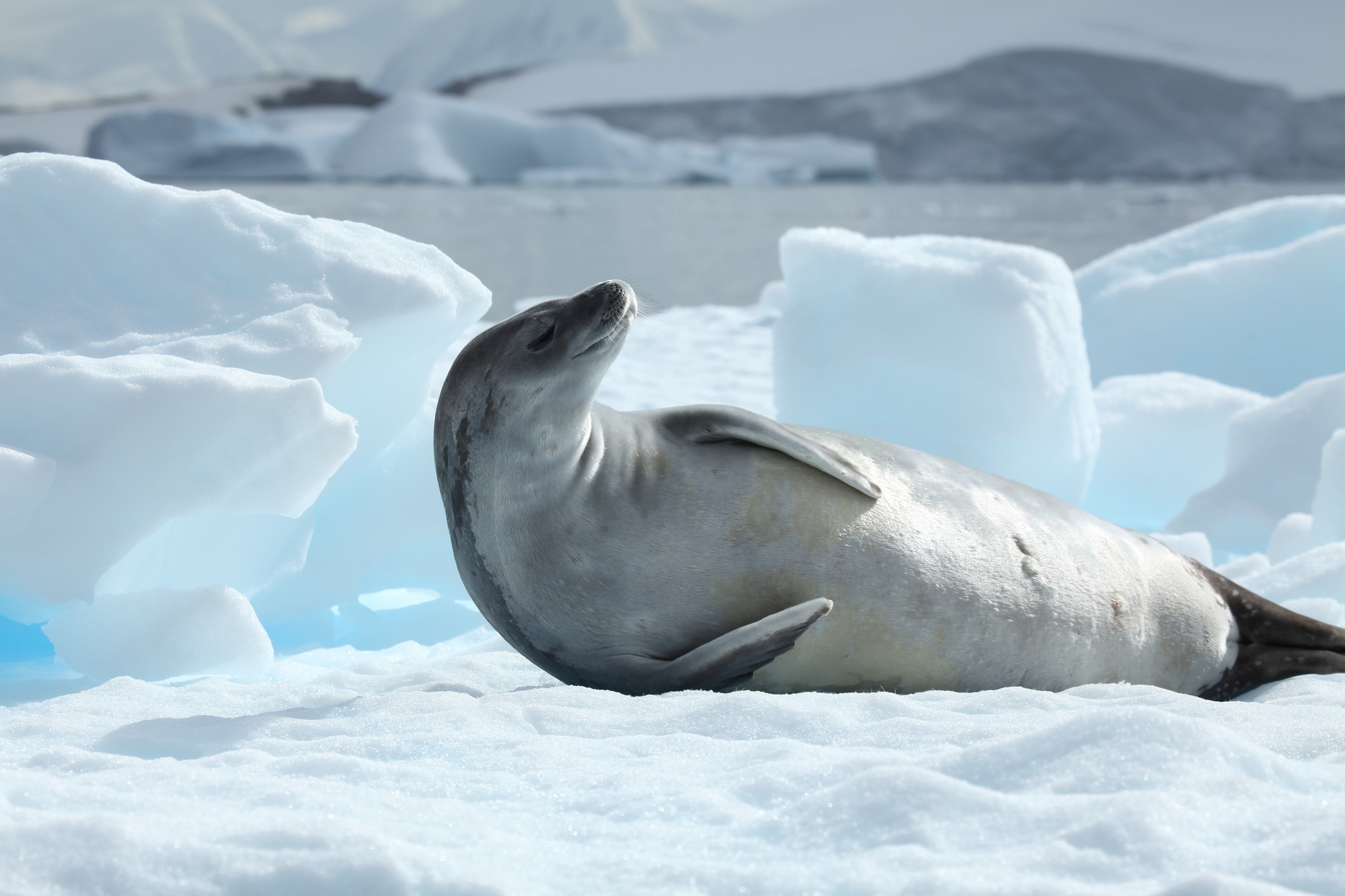 Crabeater Seal in Pléneau Bay, Antarctica (6059162578)