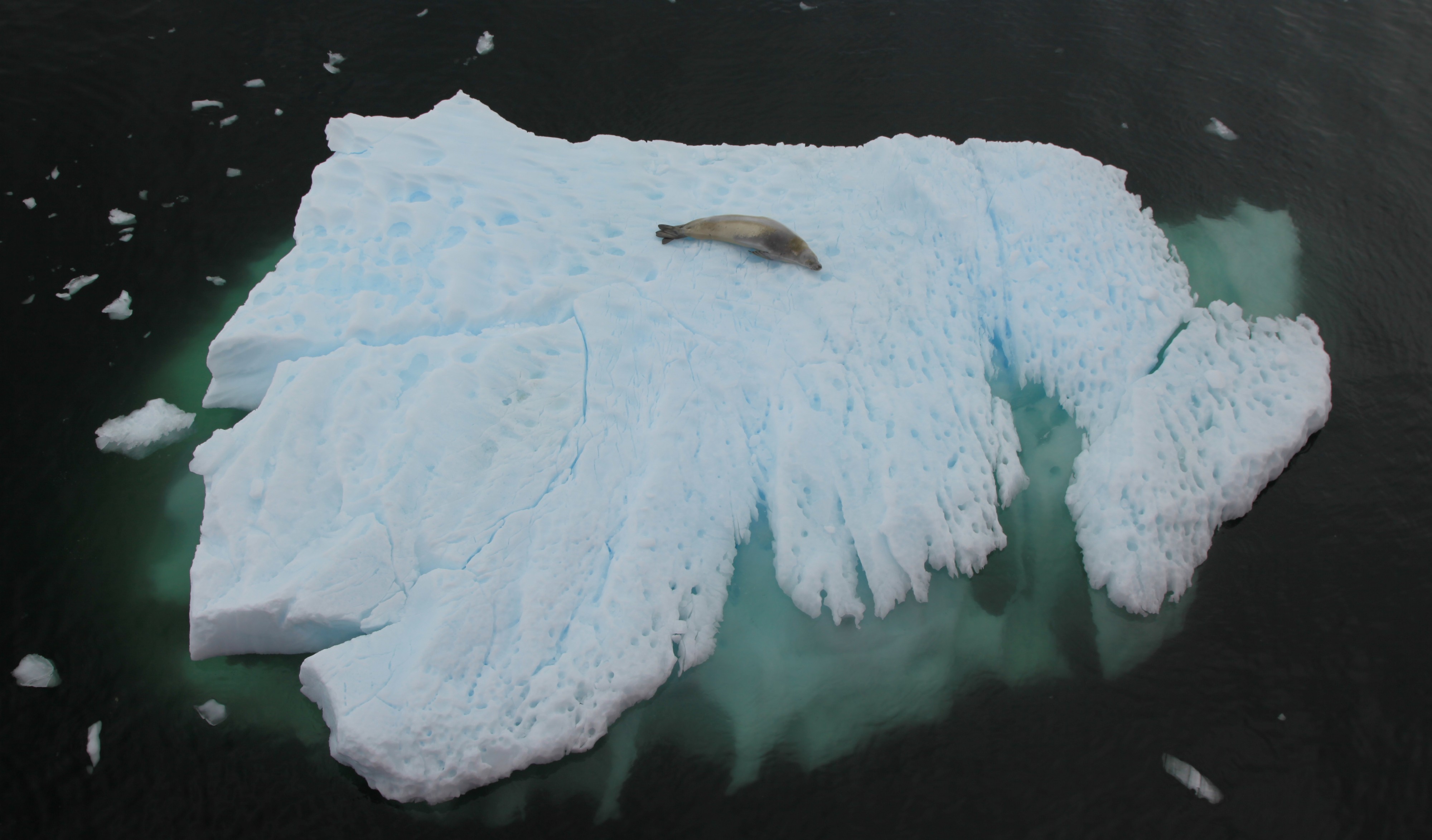 Crabeater Seal on an iceberg in Pléneau Bay, Antarctica (6058814127)