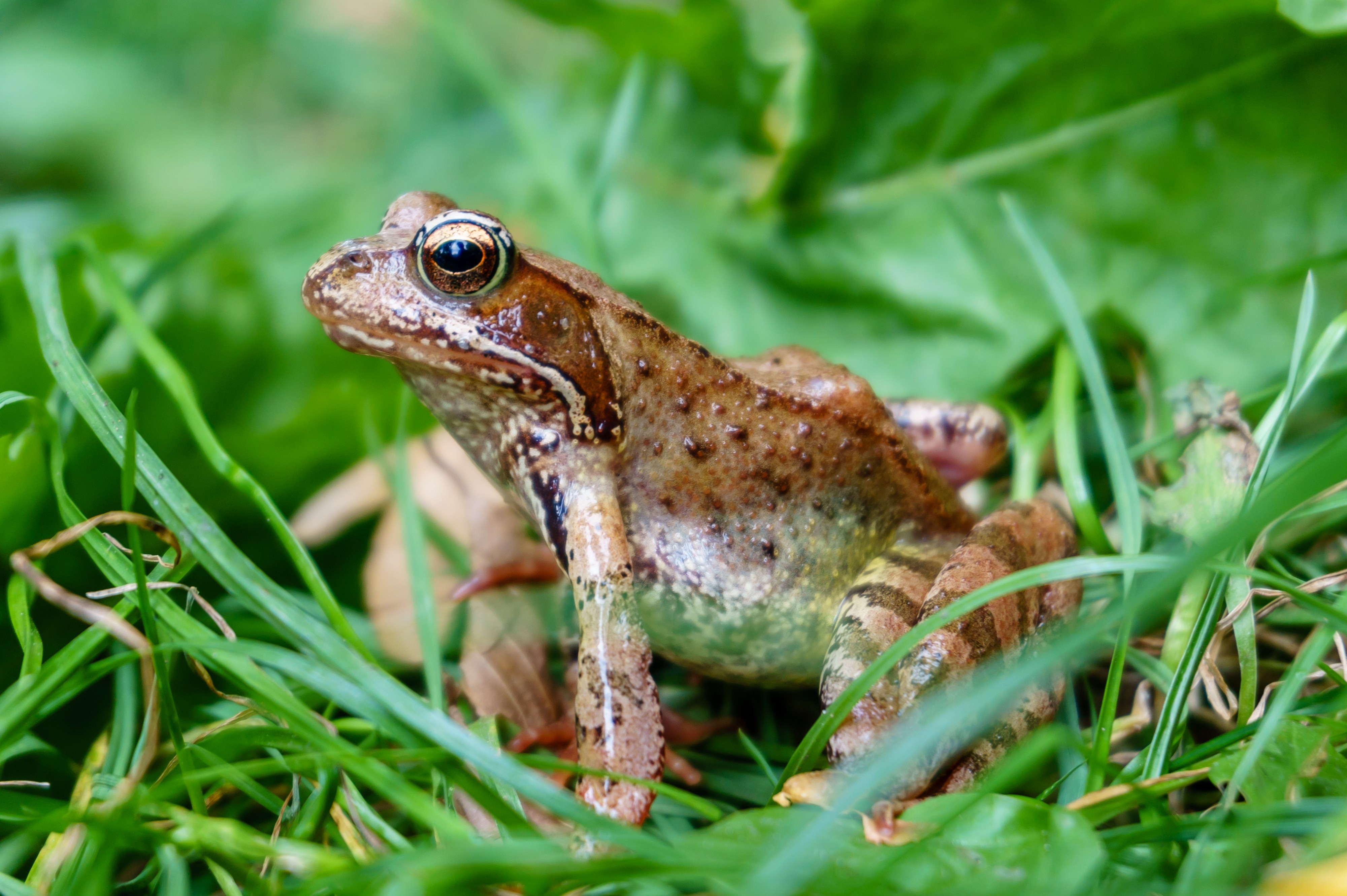 Frog Grasfrosch (Rana temporaria) Common frog