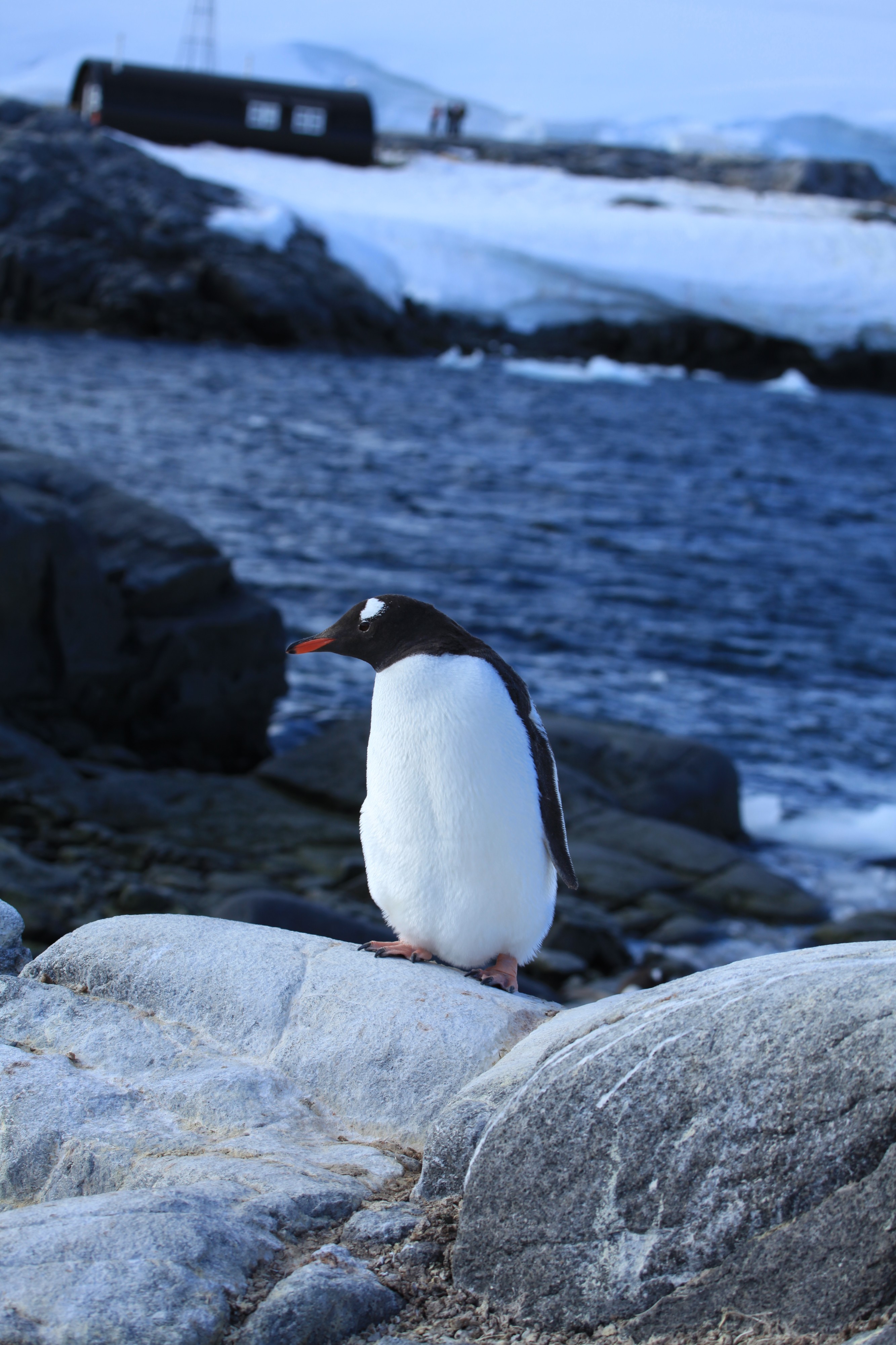 Gentoo Penguin at Jougla Point, Antarctica (6063632694) (2)