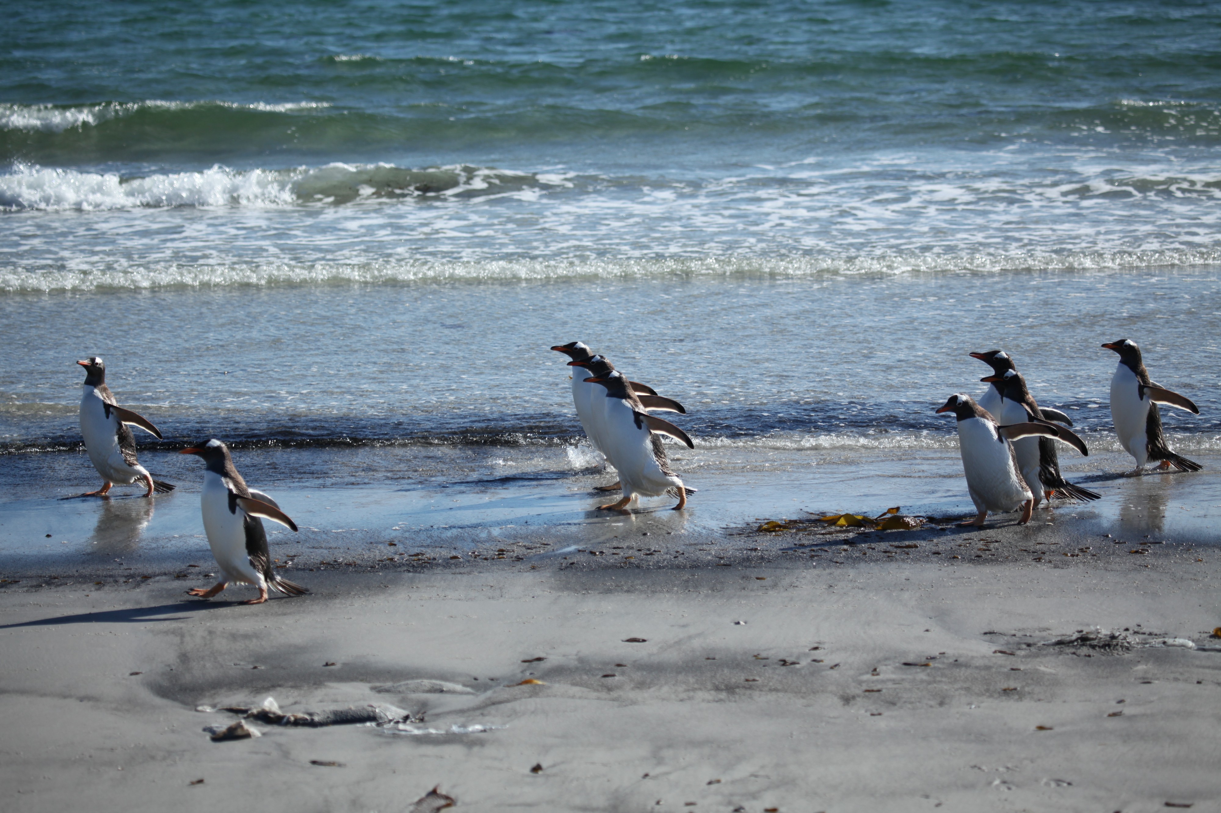 Gentoo Penguins walking on the beach (5611522531)