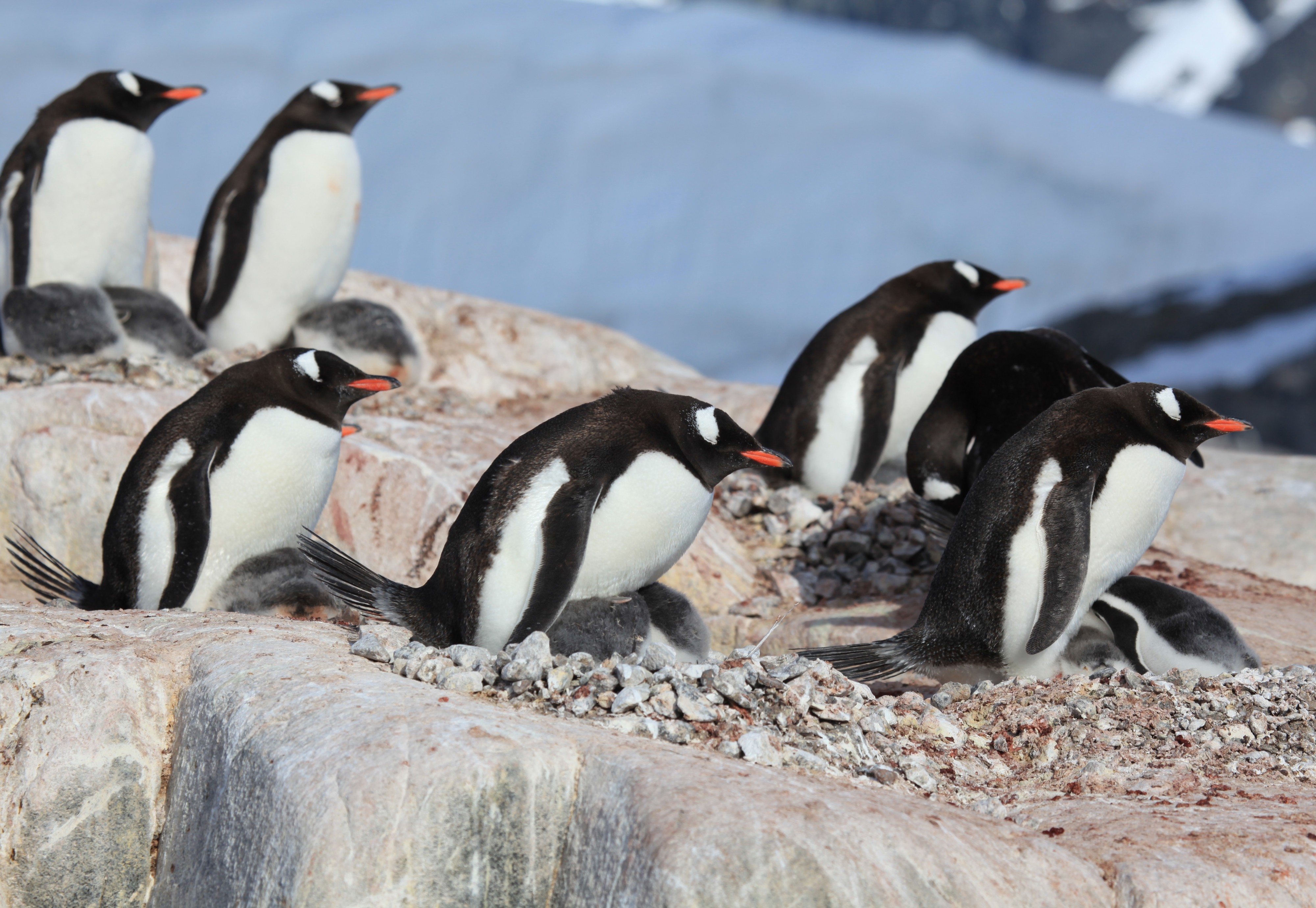 Gentoo Penguins with chicks at Jougla Point, Antarctica (6063095177)