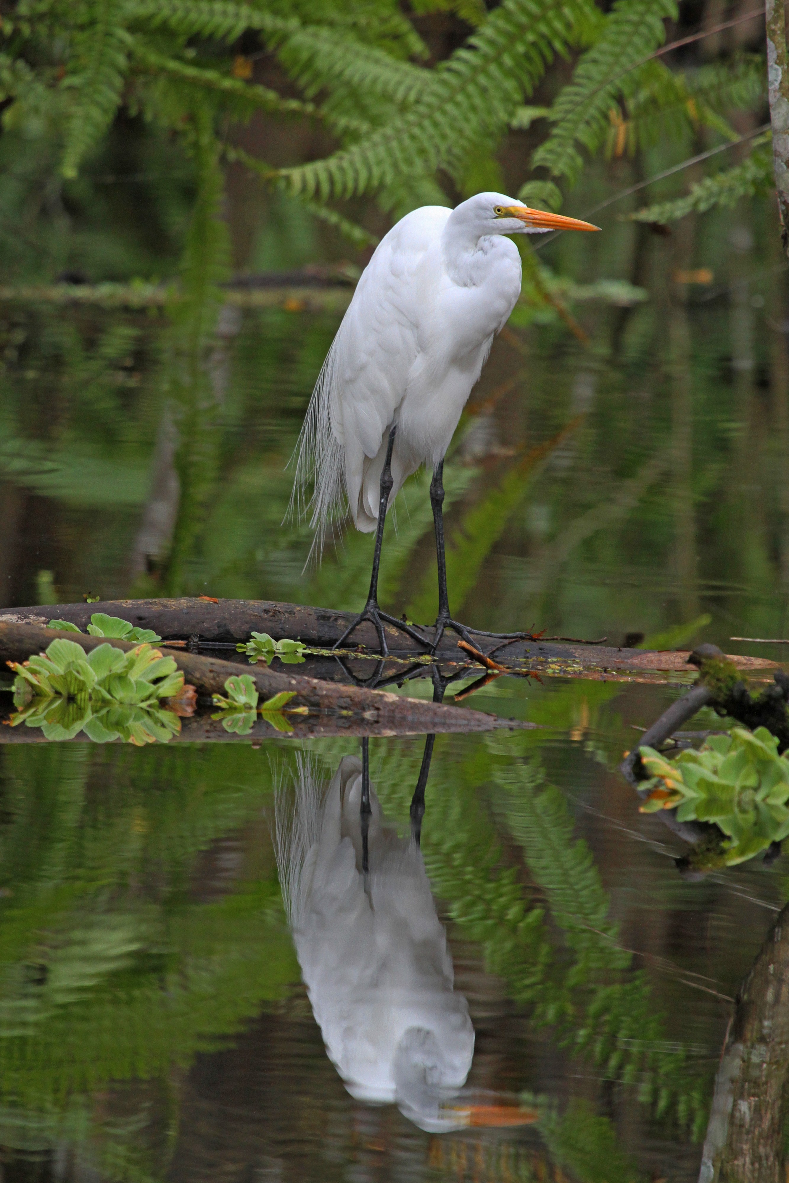 Great Egret - Ardea alba, Bird Rookery Swamp, Collier County, Florida