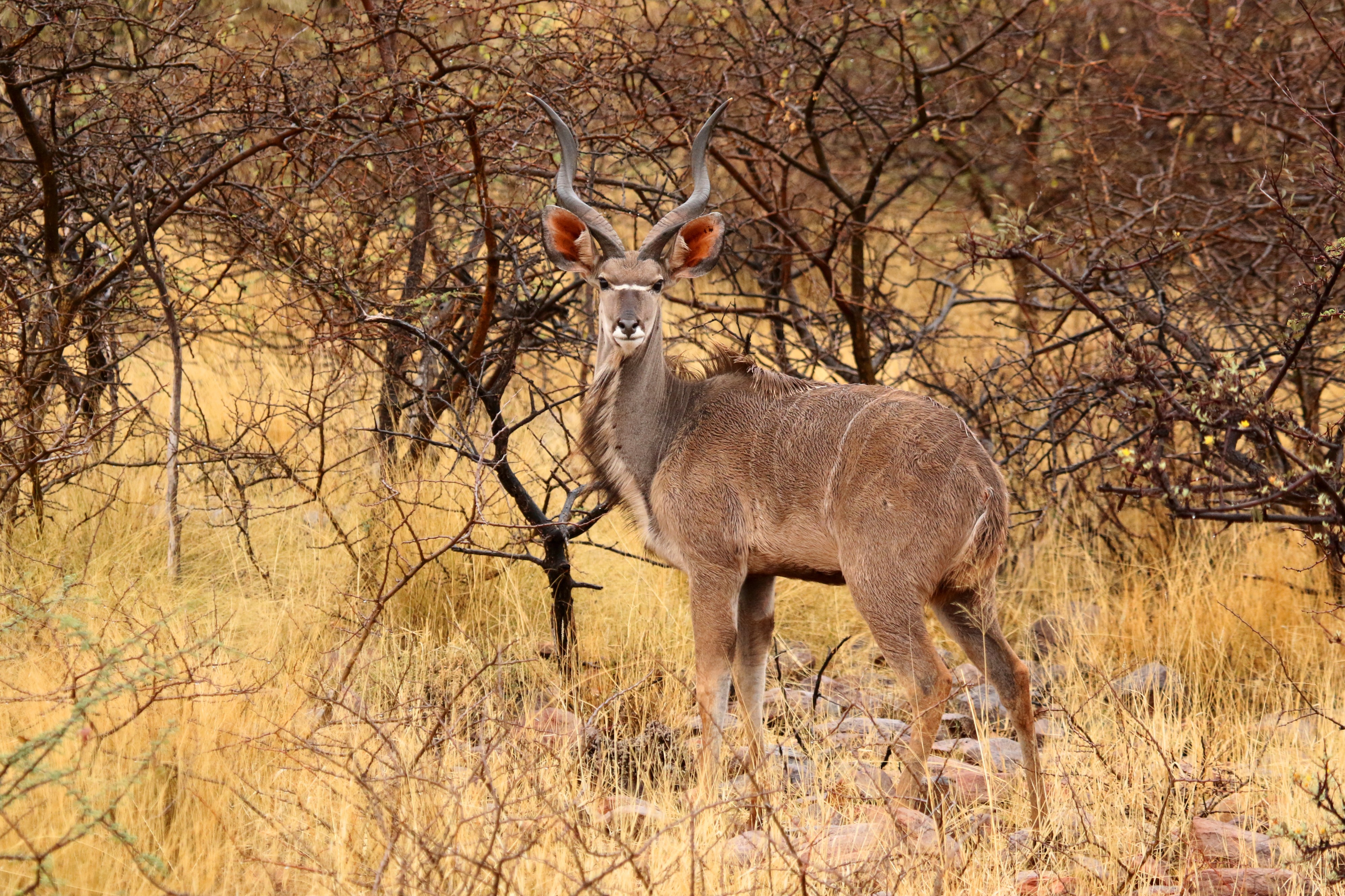 Greater kudu (Tragelaphus strepsiceros) male