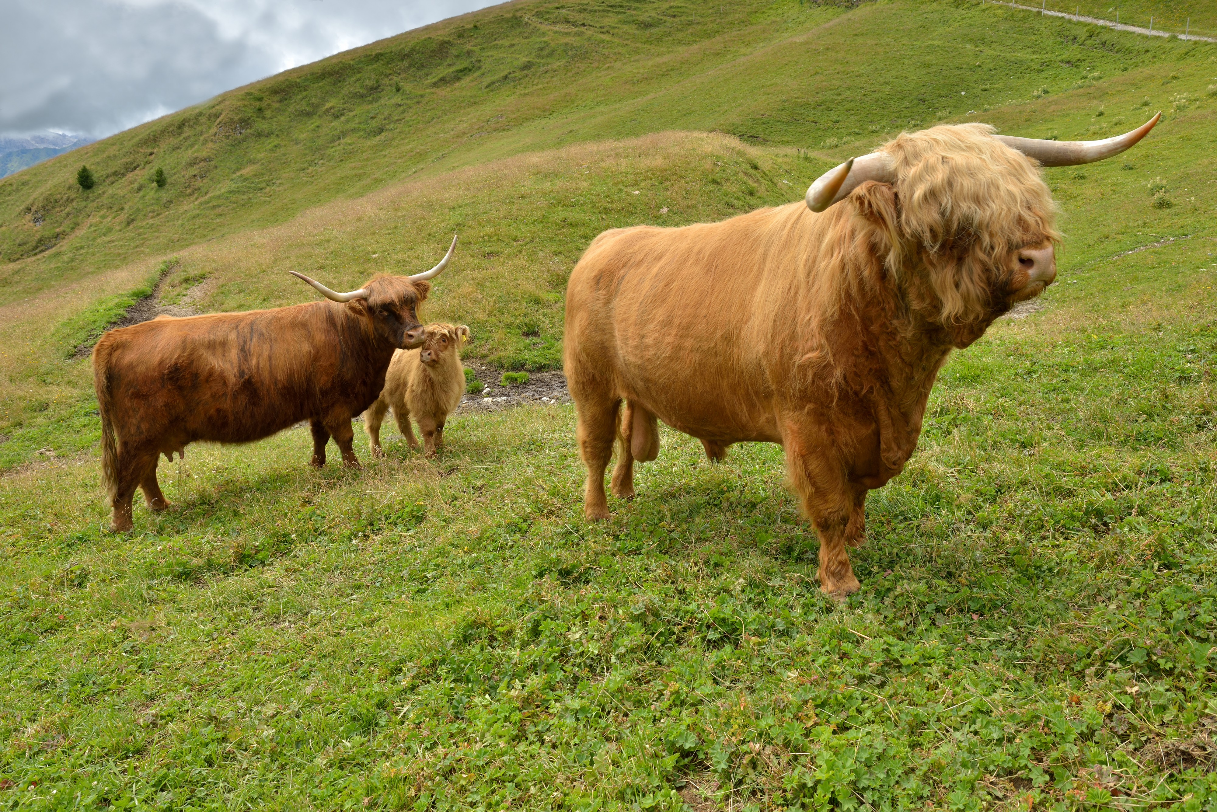Highland cattle Secëda Gherdëina