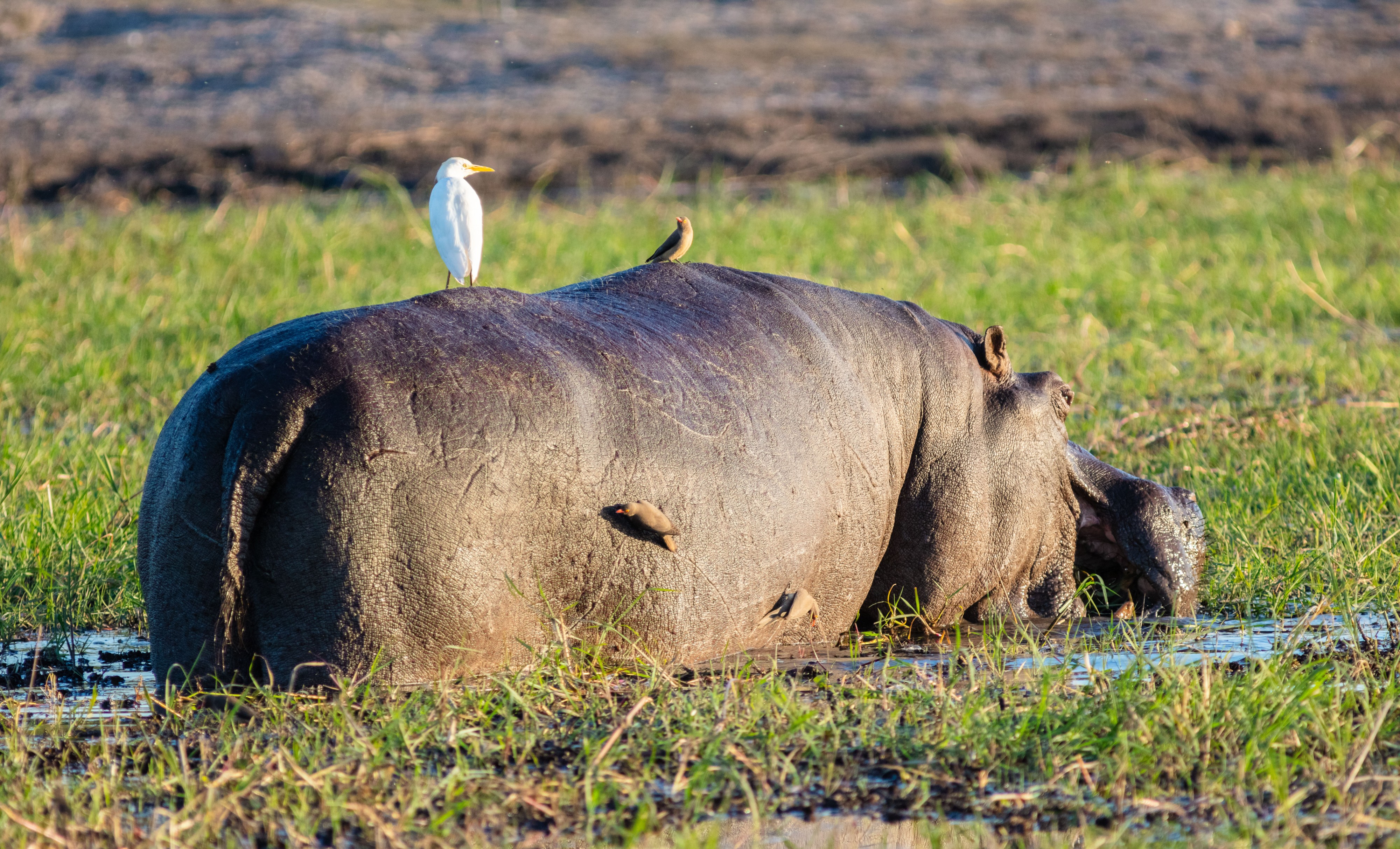 Hipopótamo (Hippopotamus amphibius), parque nacional de Chobe, Botsuana, 2018-07-28, DD 85