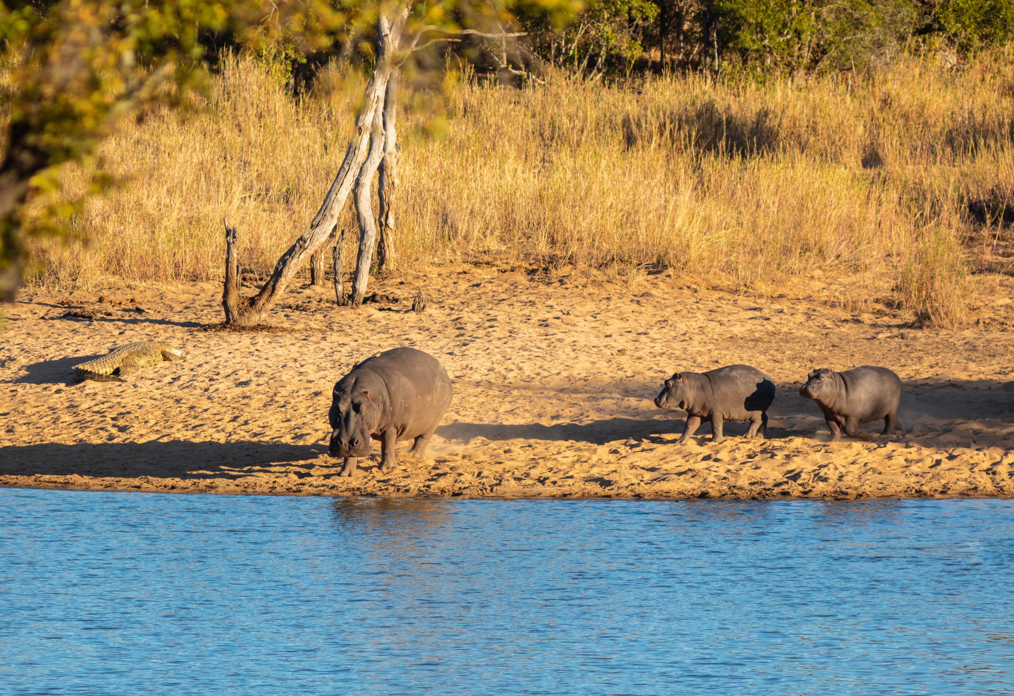 Hipopótamos comunes (Hippopotamus amphibius), parque nacional Kruger, Sudáfrica, 2018-07-24, DD 05