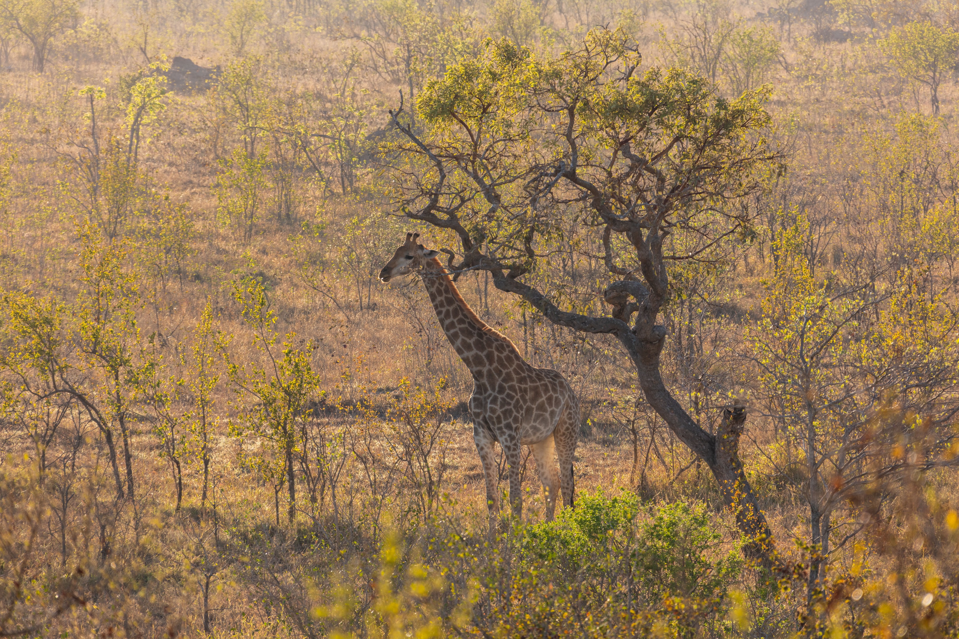 Jirafa (Giraffa camelopardalis), parque nacional Kruger, Sudáfrica, 2018-07-25, DD 18