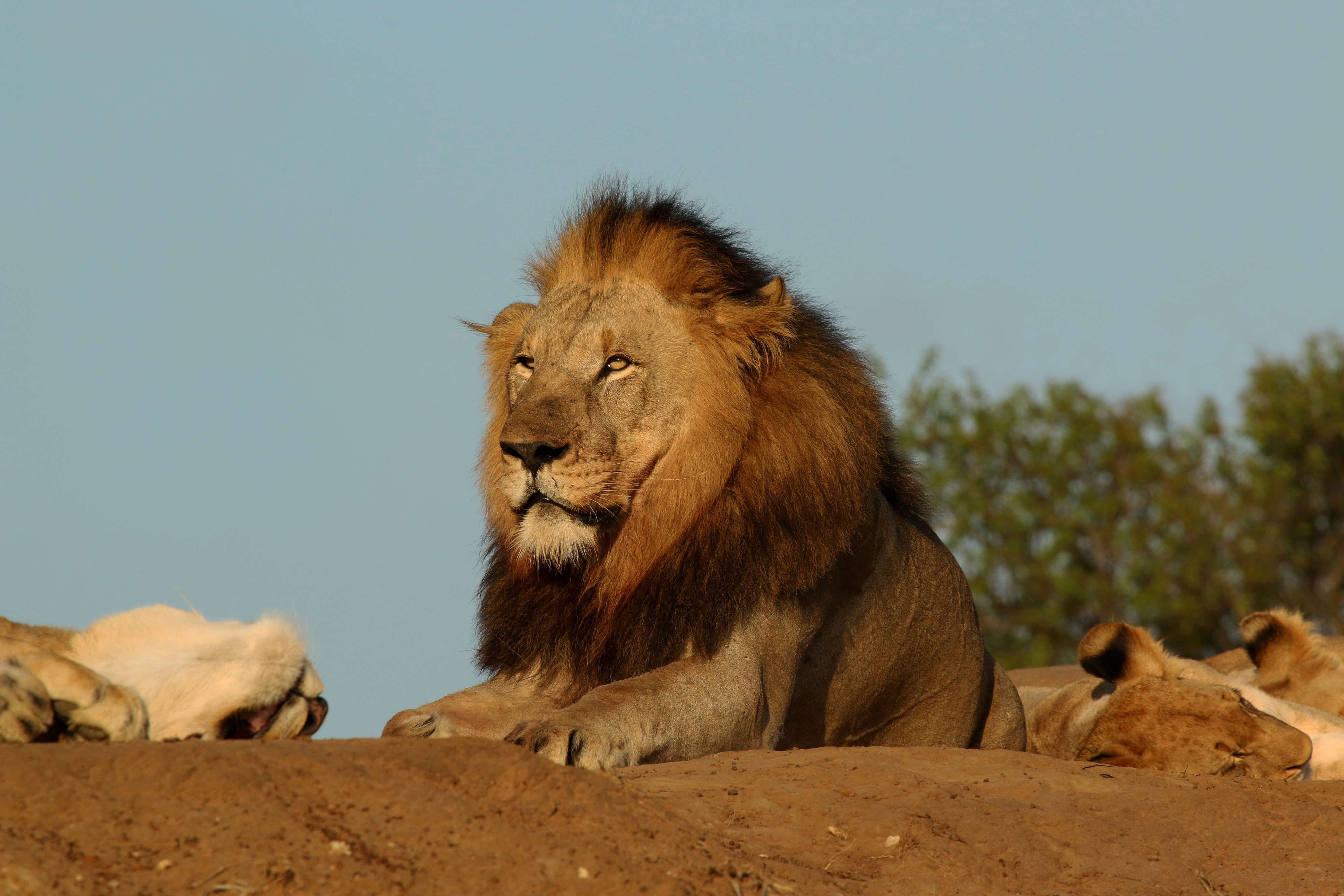 Kalahari lion (Panthera leo) male 6y