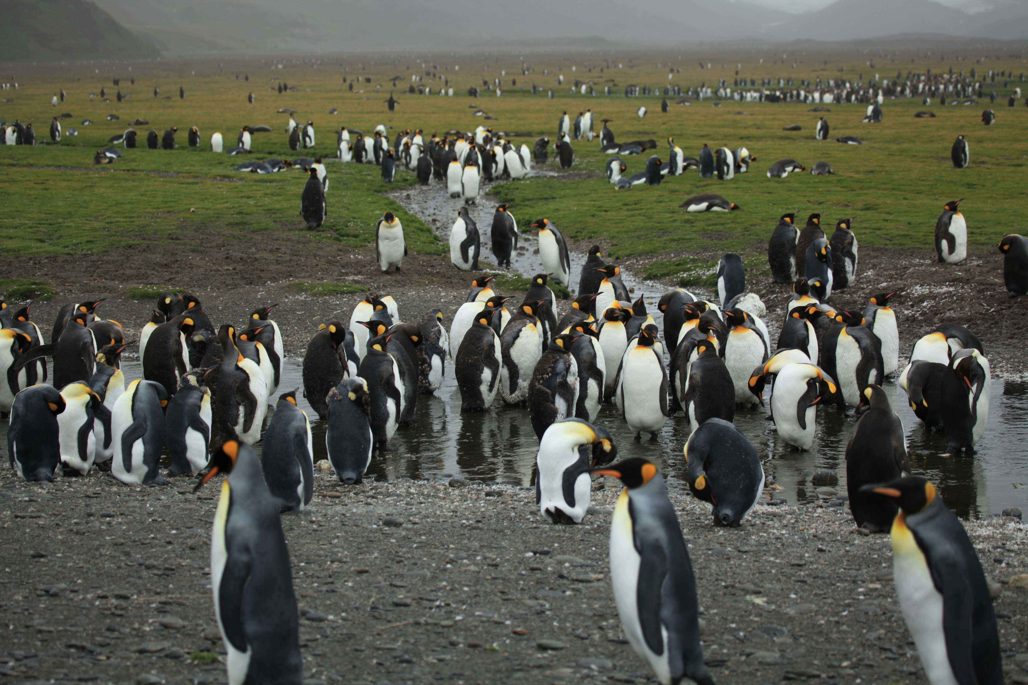 King Penguins moulting at Salisbury Plain (5724618446)
