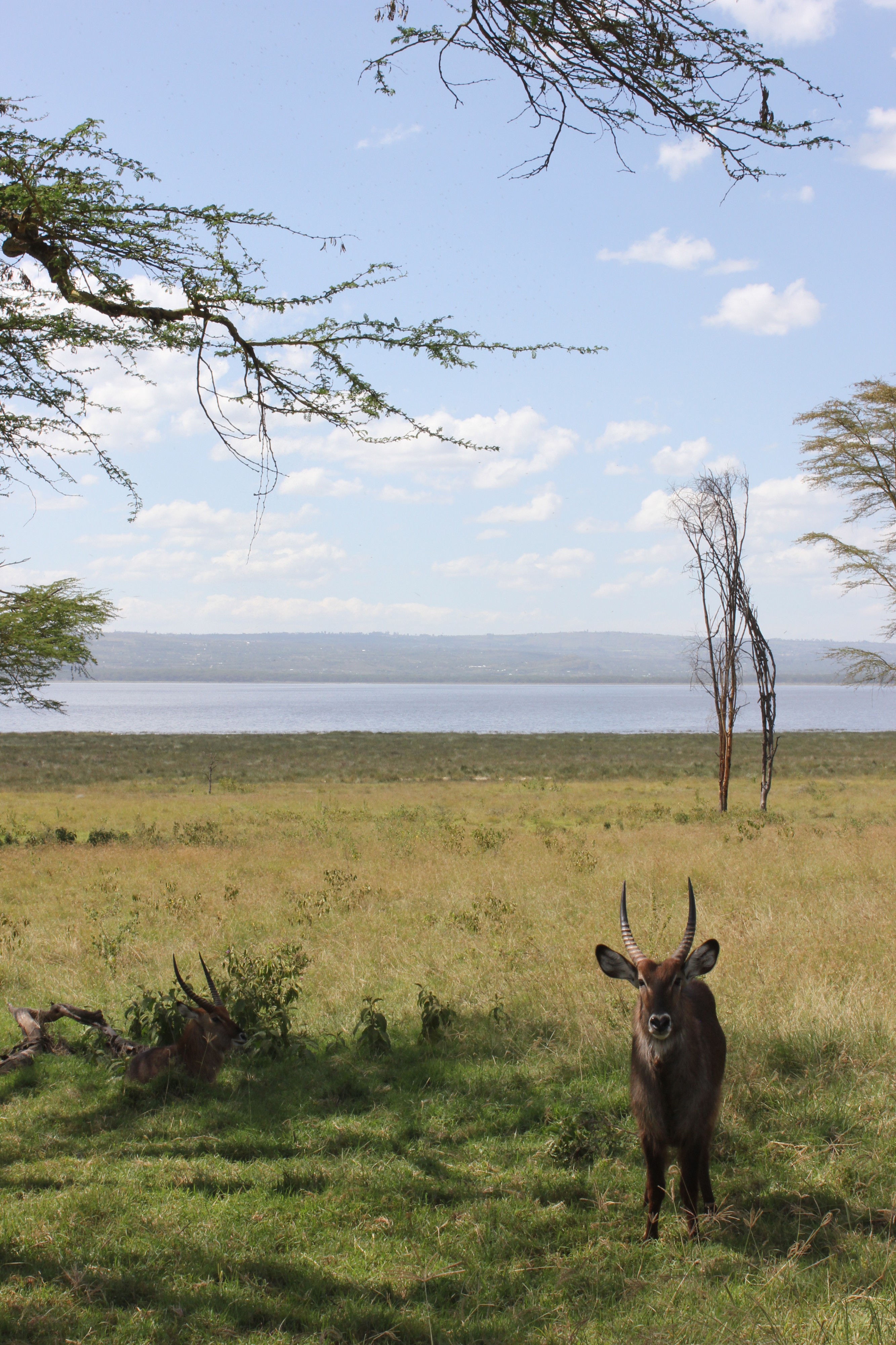 Laika ac Lake Nakuru National Park (6693429231)