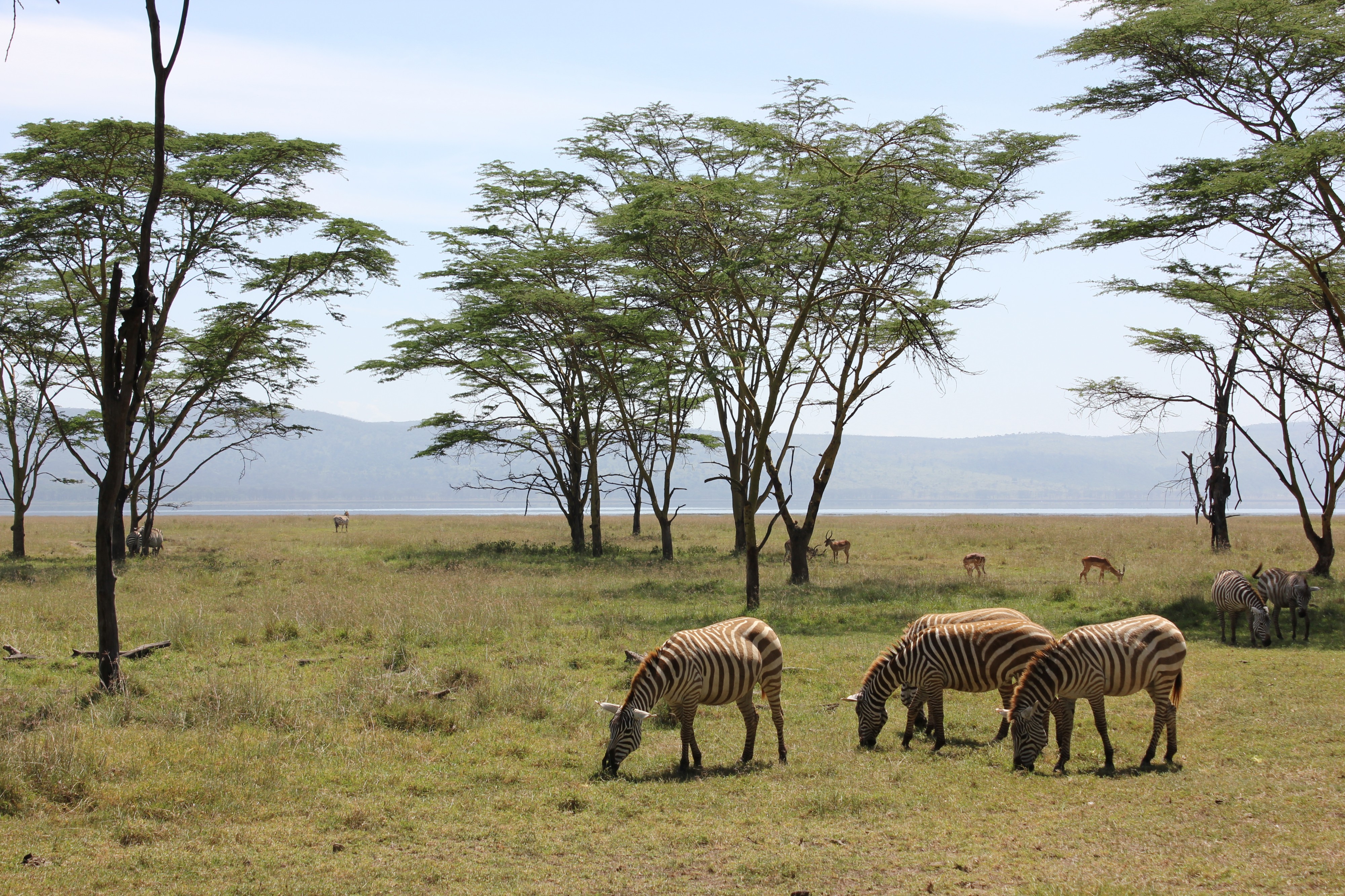 Laika ac Lake Nakuru National Park (6763383801)