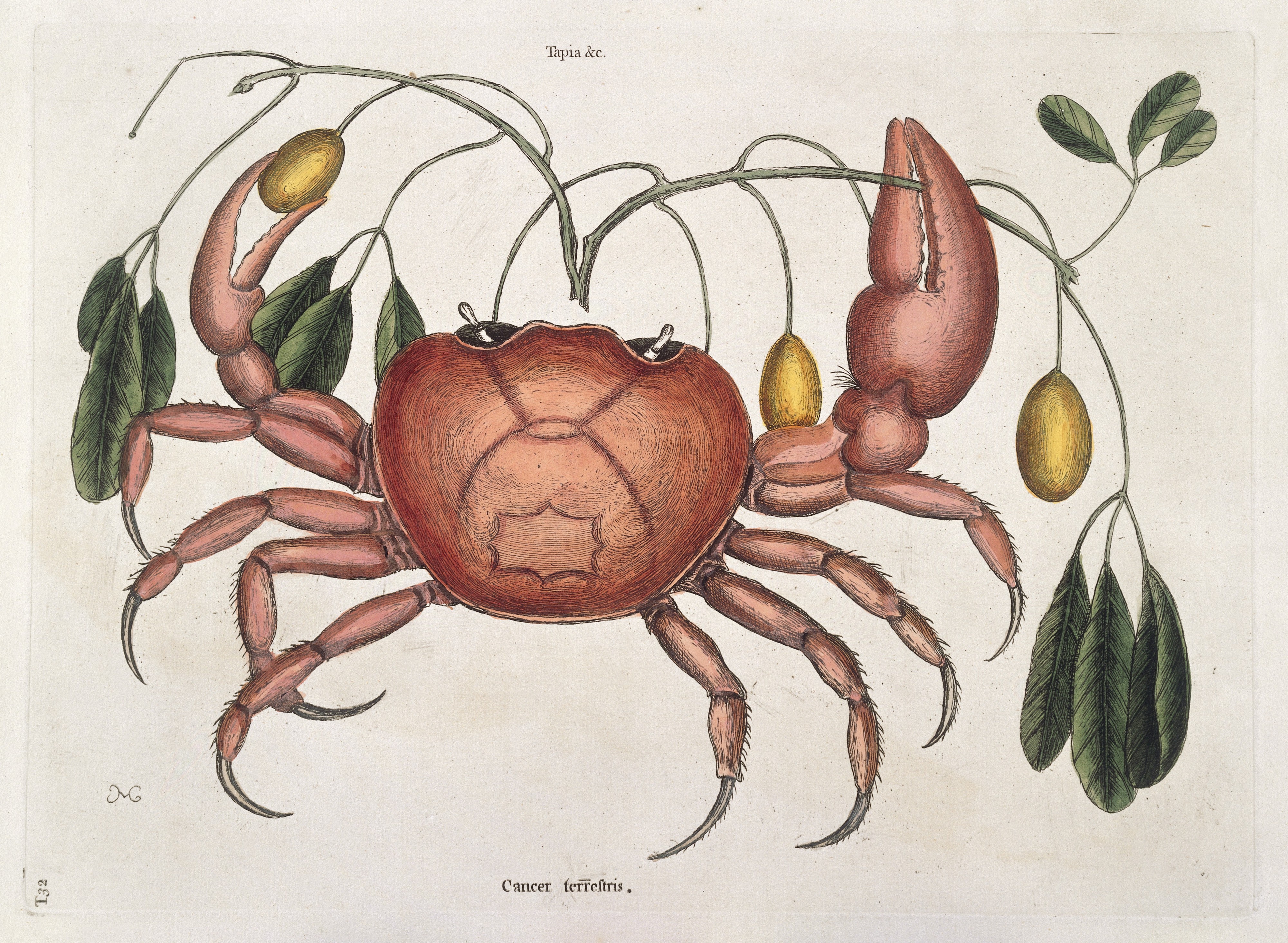 Land crab with Tapia trifolia plant, 1731 Wellcome L0035366