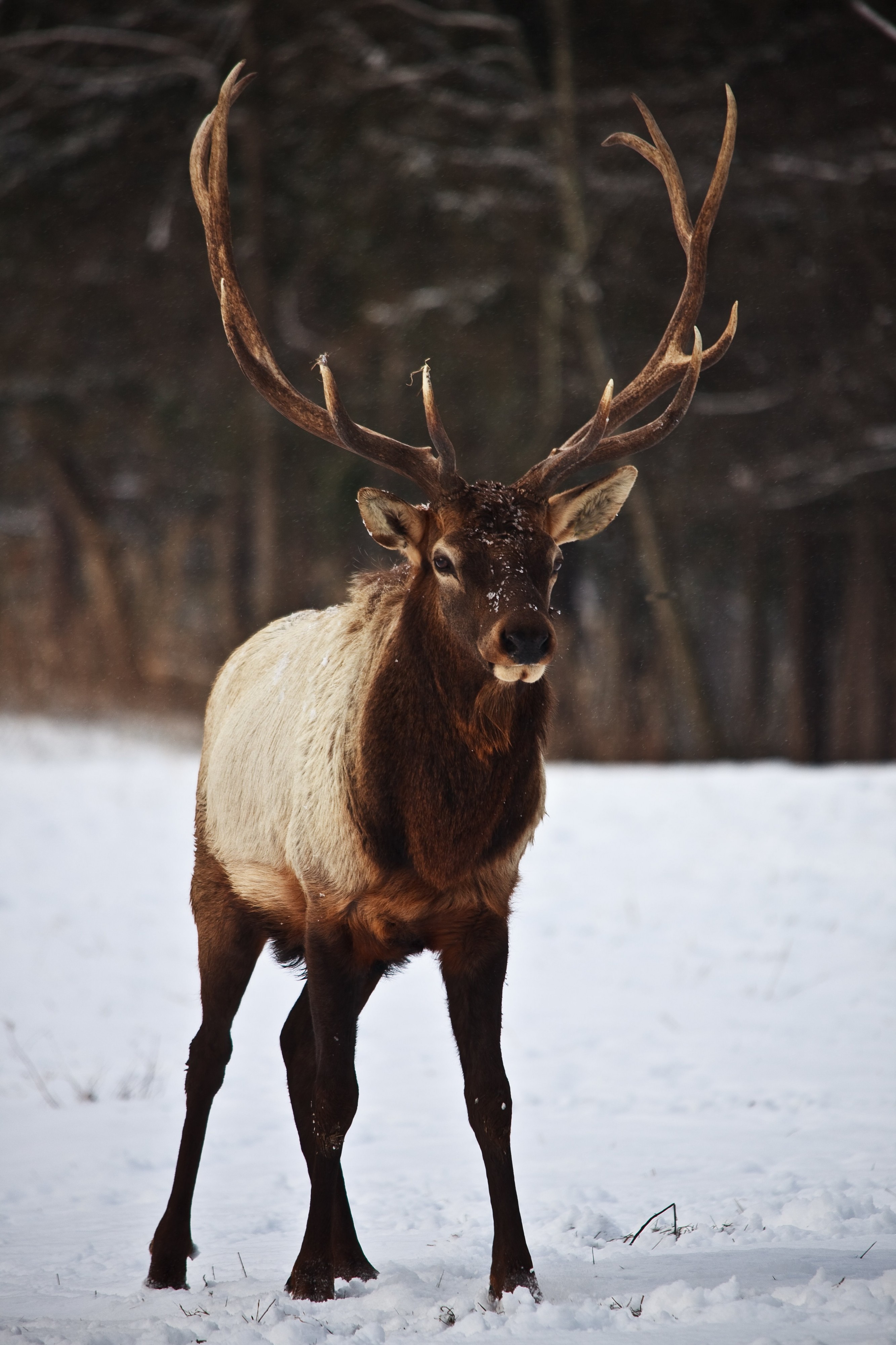 Large-bull-elk-stance - West Virginia - ForestWander