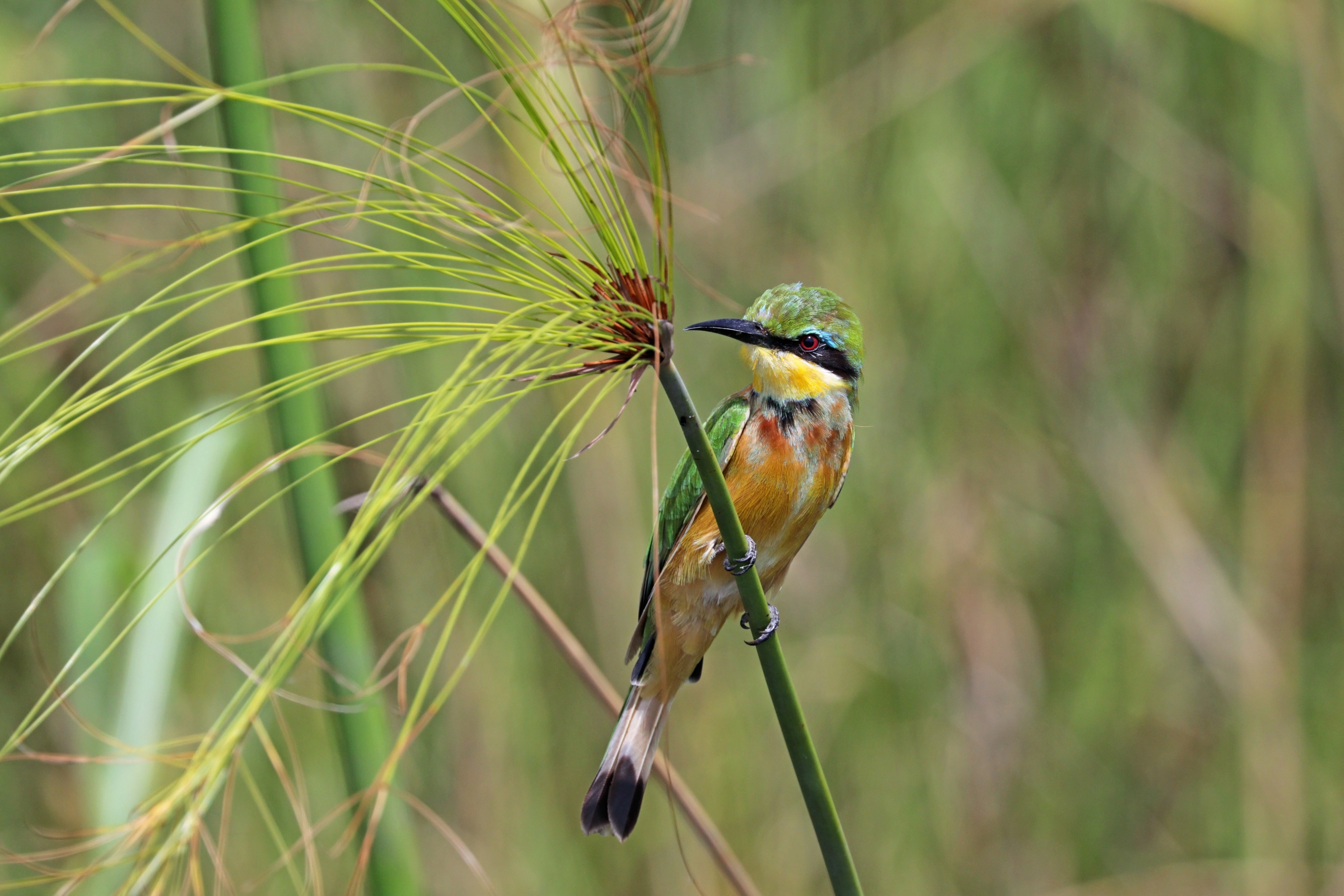 Little bee-eater (Merops pusillus argutus) Namibia 2