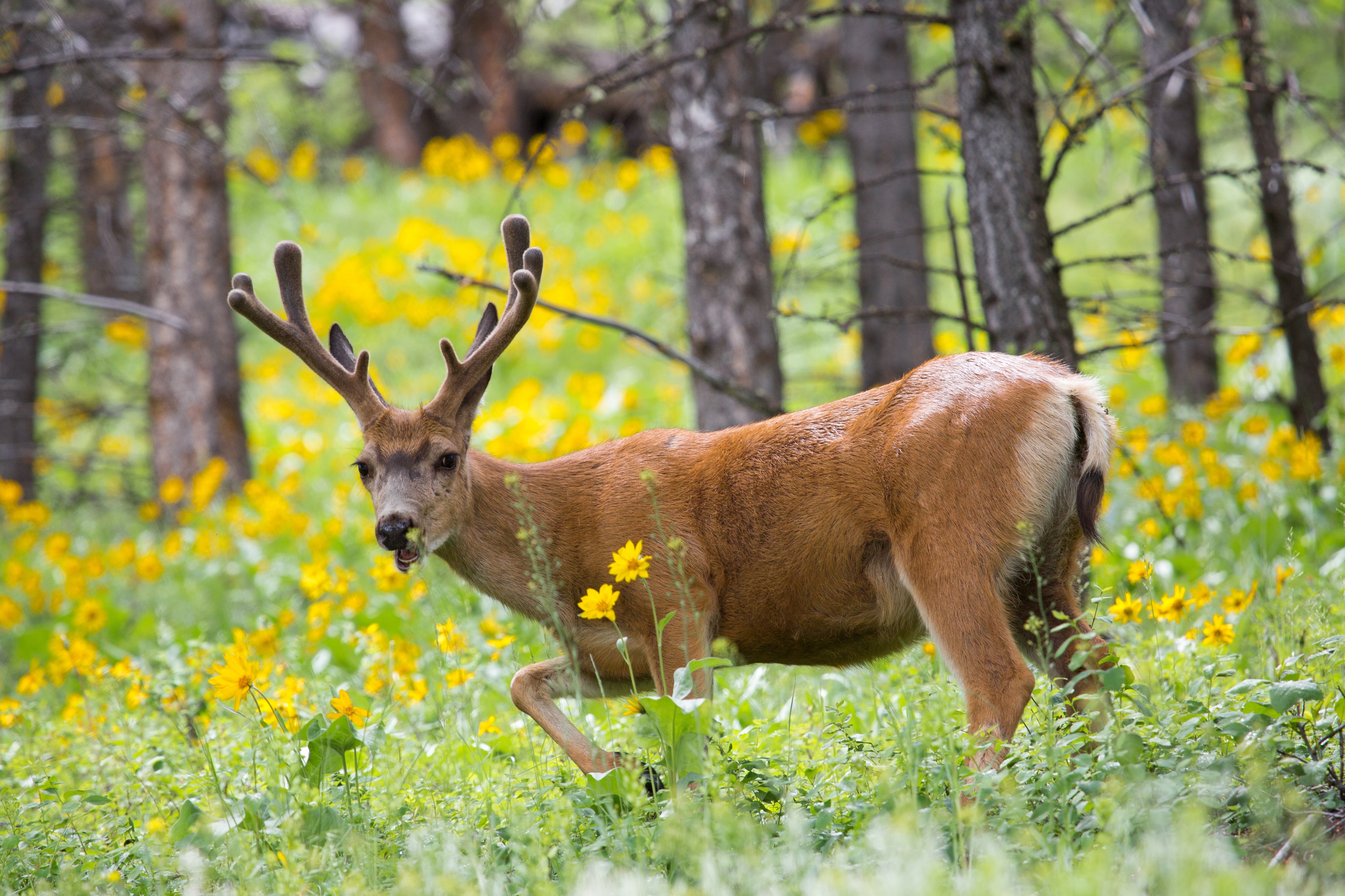 Mule deer buck (15244161070)