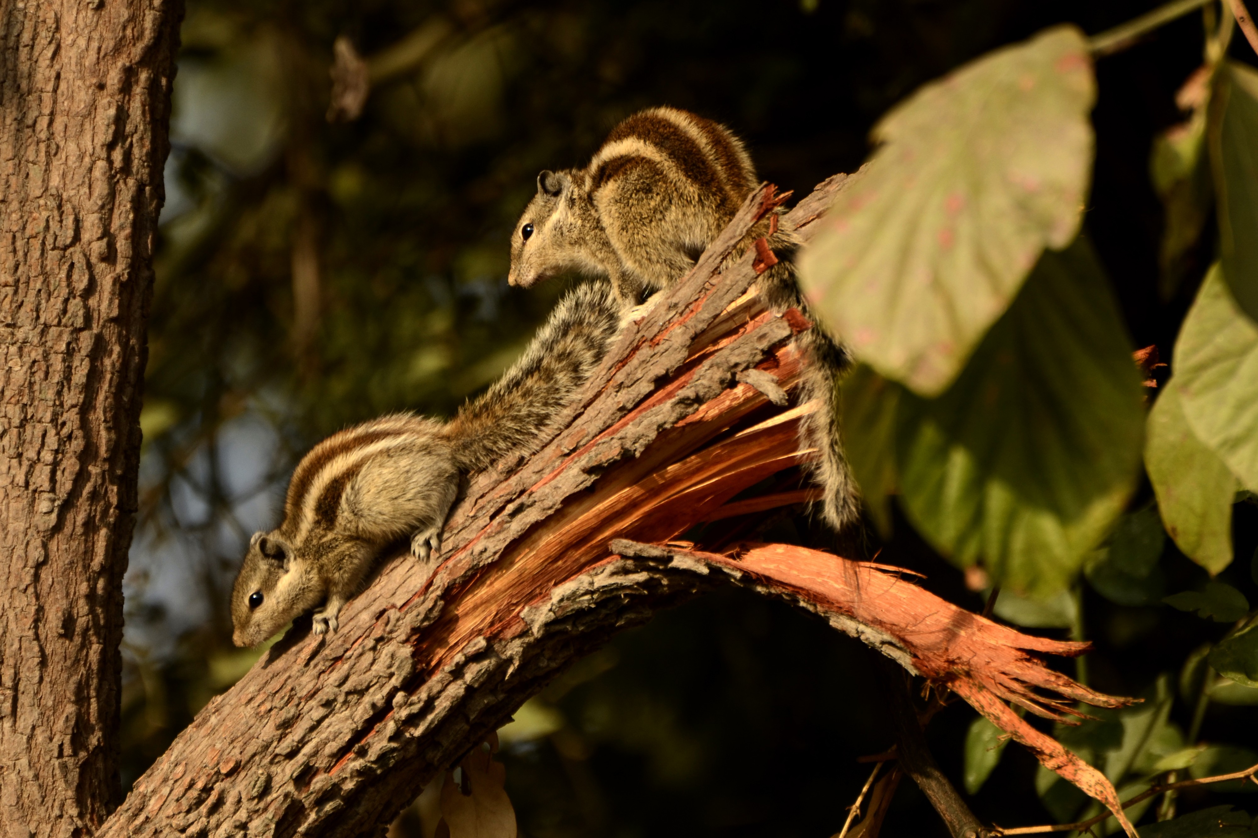 Northern palm squirrel (Funambulus pennantii) from keoladeo national park JEG2626