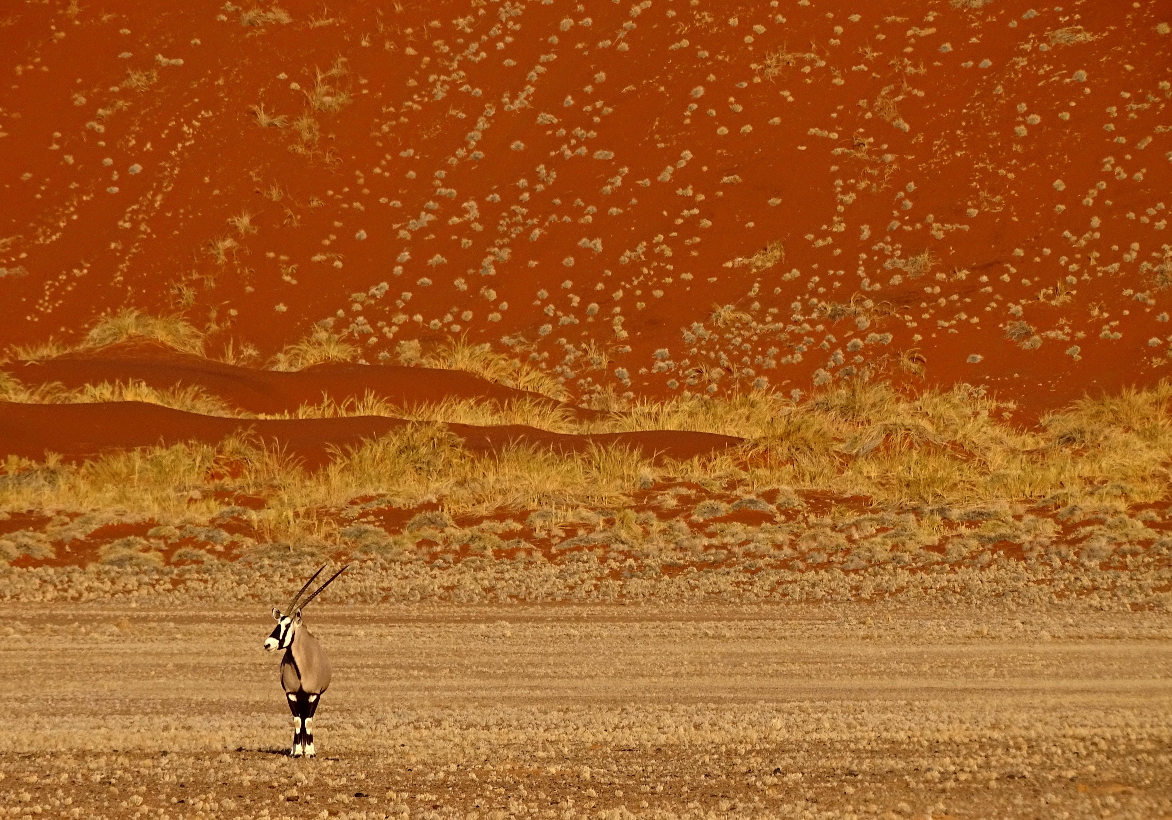 Oryx in the Namib desert