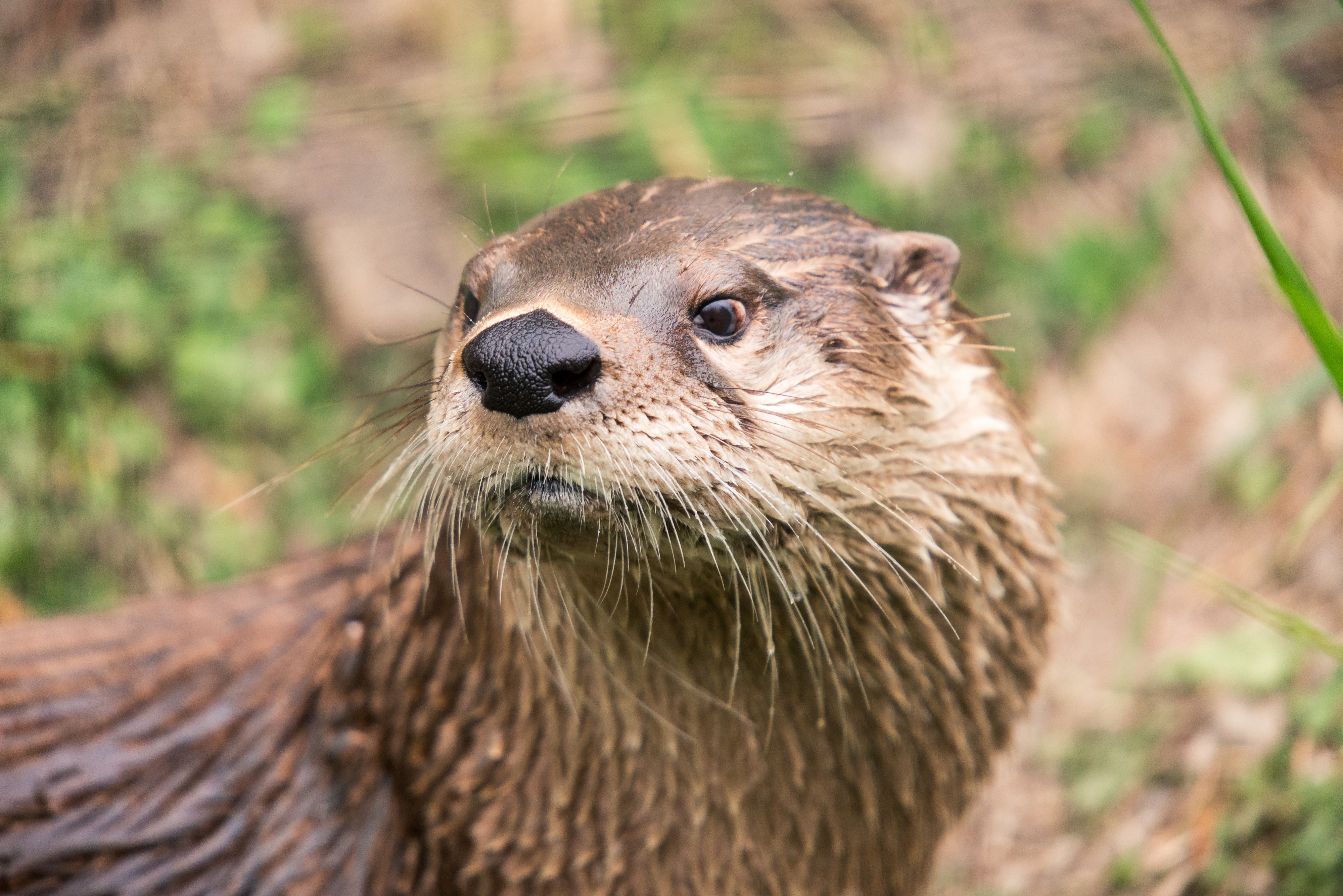 Otter Looking Back (17939094316)