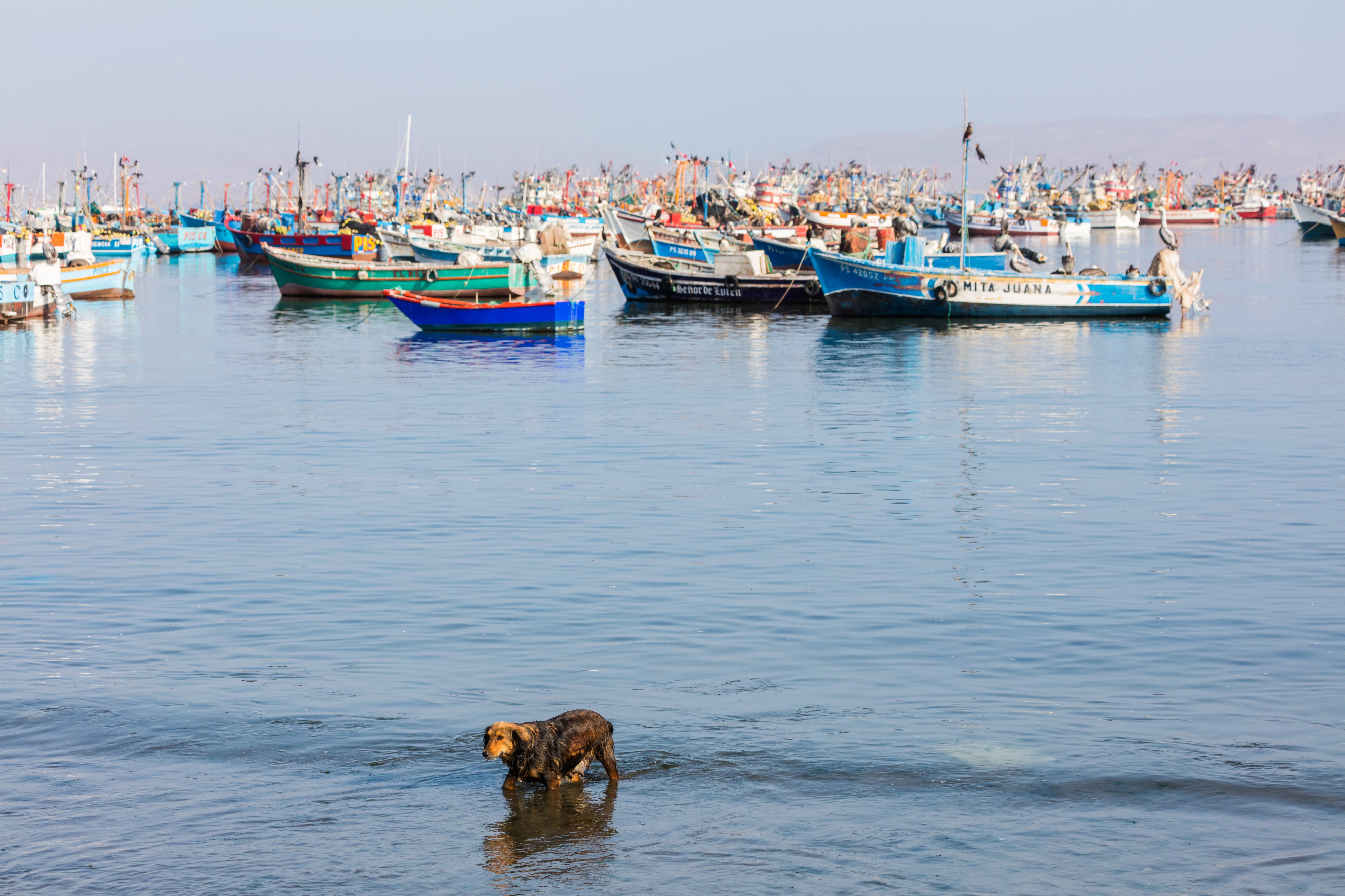 Perro bañándose en el puerto de Paracas, Perú, 2015-07-29, DD 13