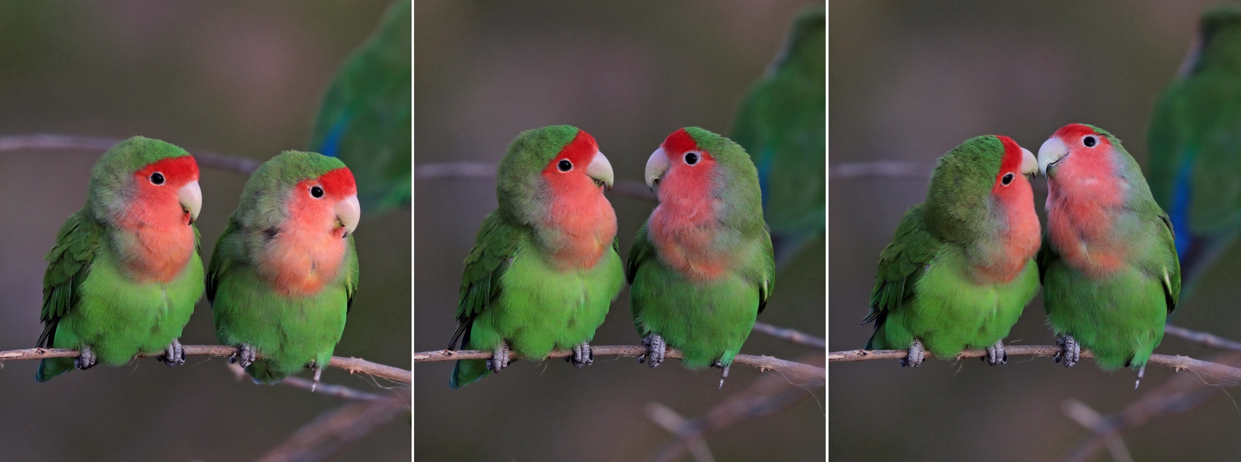 Rosy-faced lovebirds (Agapornis roseicollis roseicollis) composite