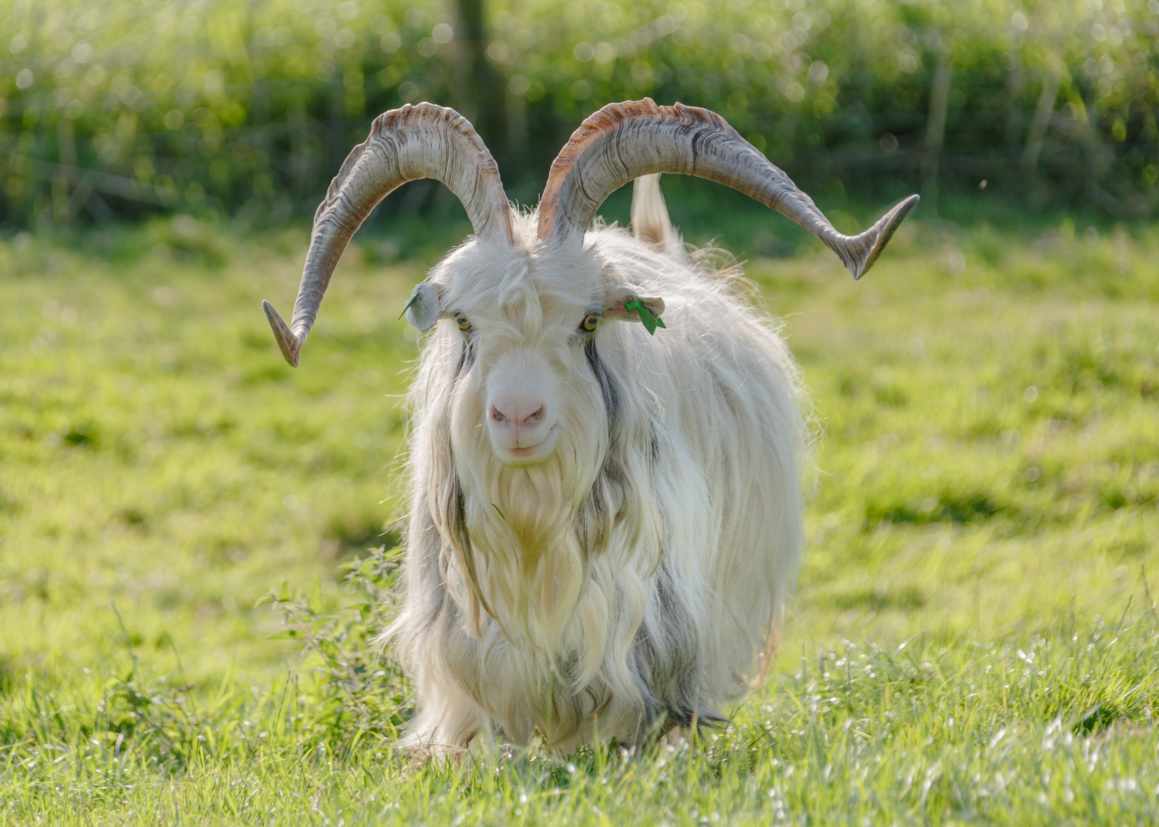 Schokland Netherlands Goat-in-Middlebuurt-02