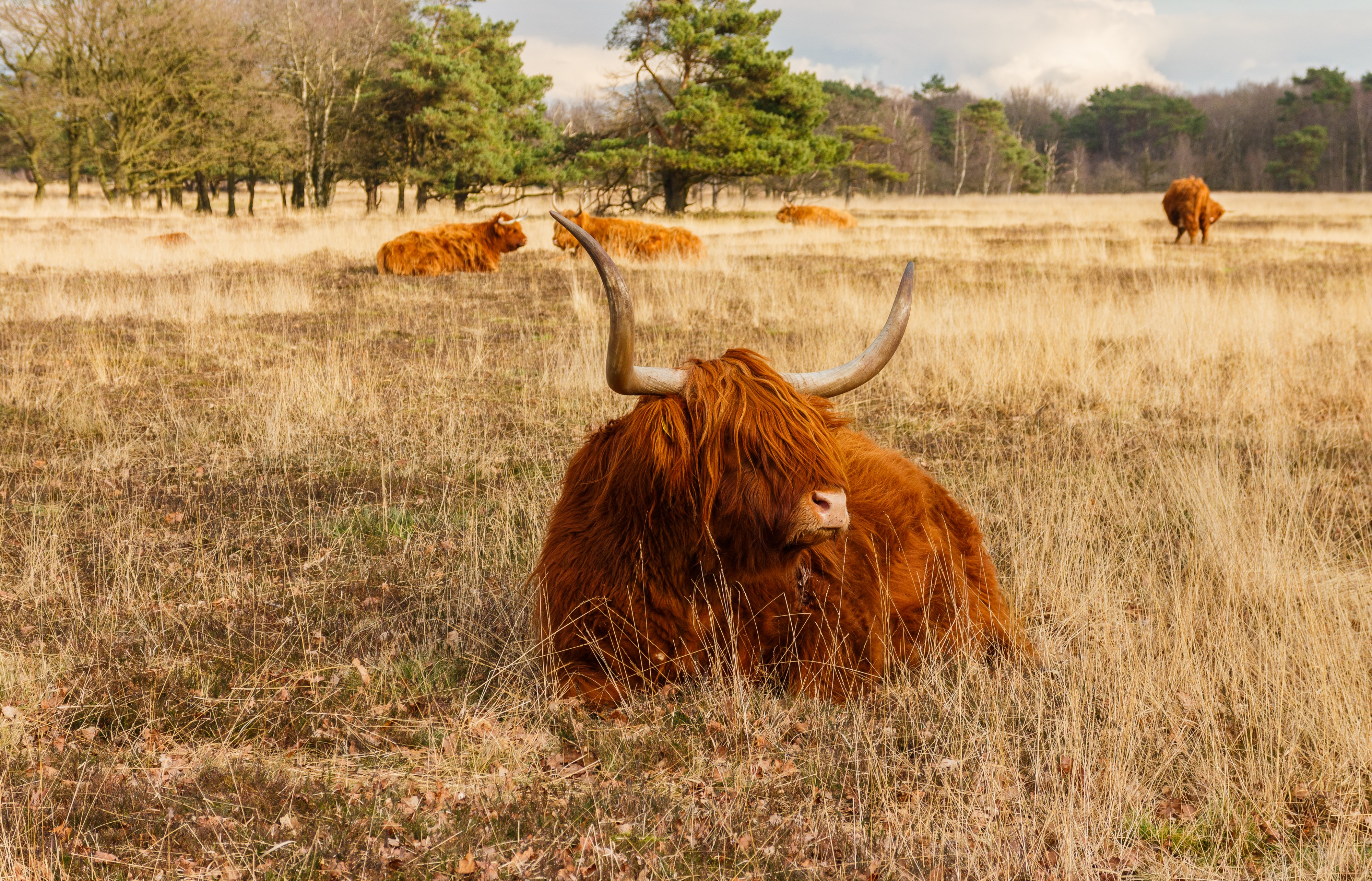 Schotse hooglanders (Highland Cow) beheren het gebied. Locatie, natuurgebied Delleboersterheide – Catspoele 03