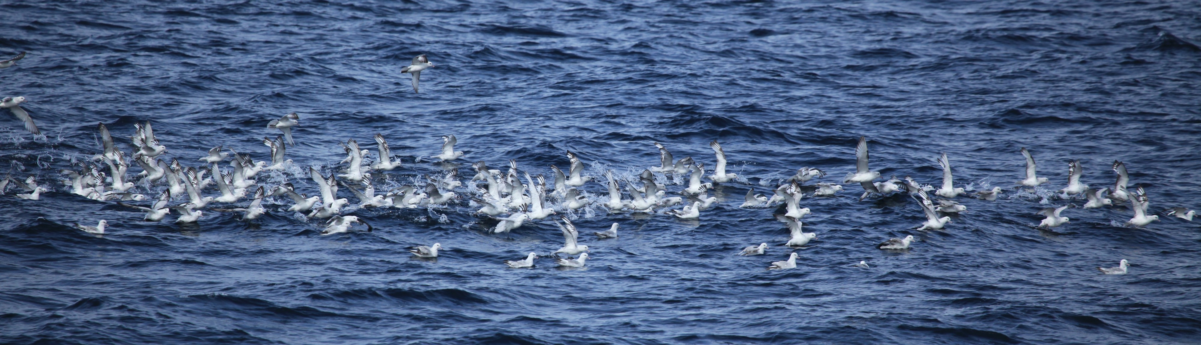 Southern Fulmars in the Gerlache Strait, Antarctica (6296039120)