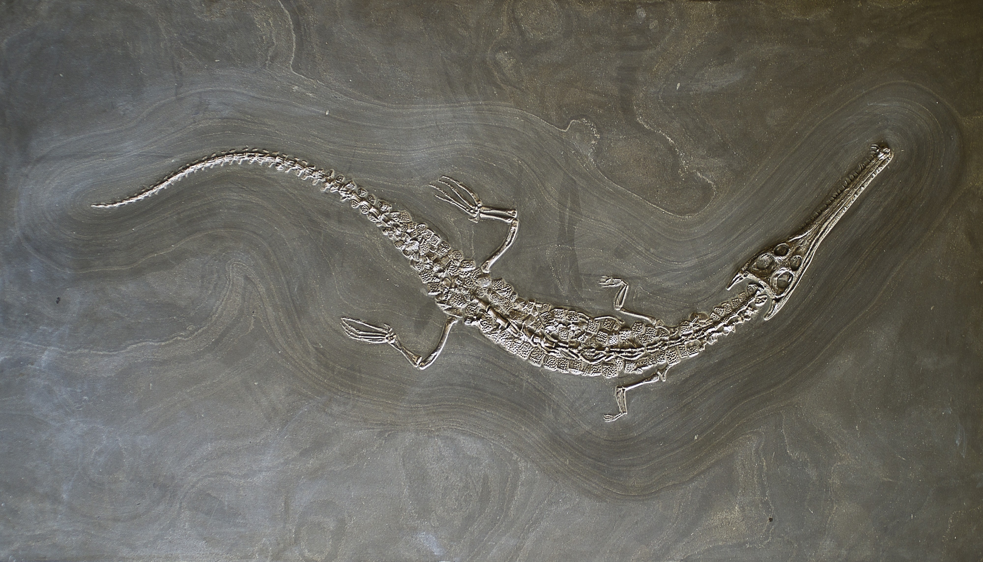 Steneosaurus Holzmaden