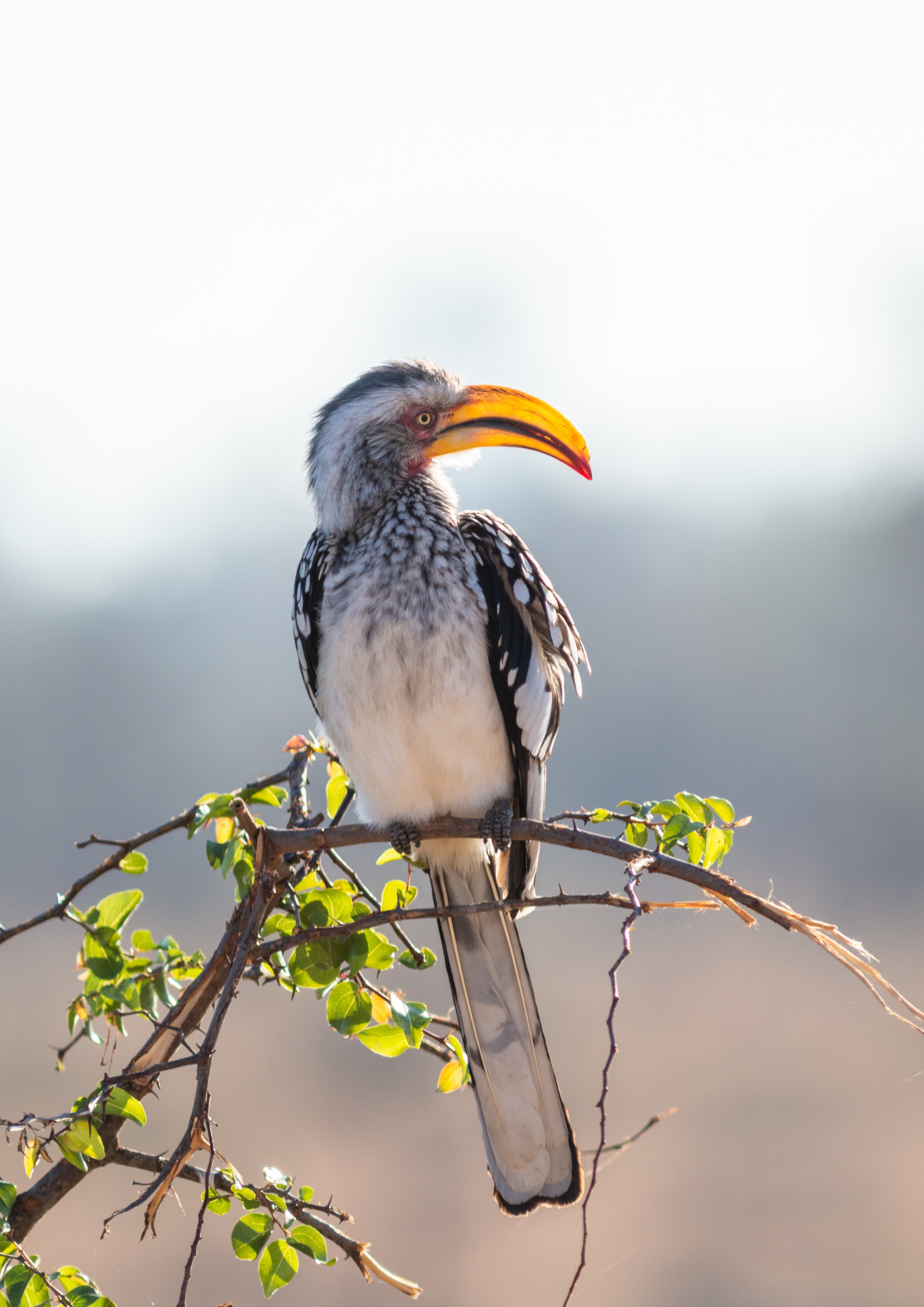 Toco piquigualdo sureño (Tockus leucomelas), parque nacional Kruger, Sudáfrica, 2018-07-26, DD 13