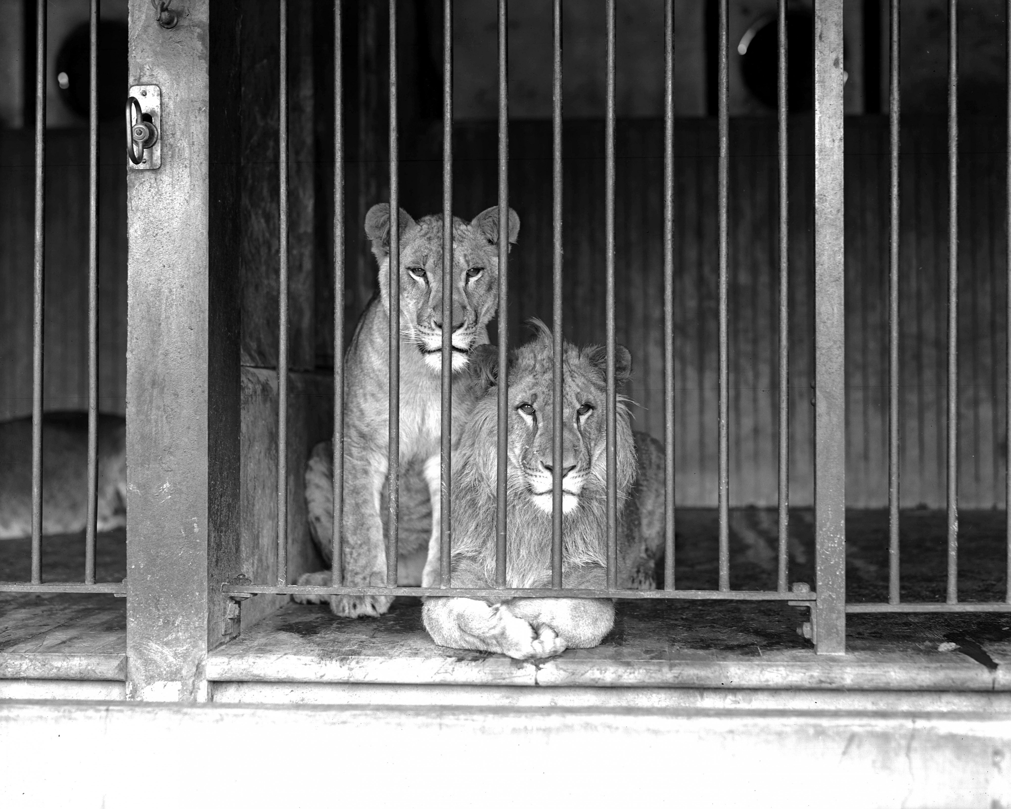 Two caged lions at the Los Angeles Zoo, ca.1920 (CHS-9745)