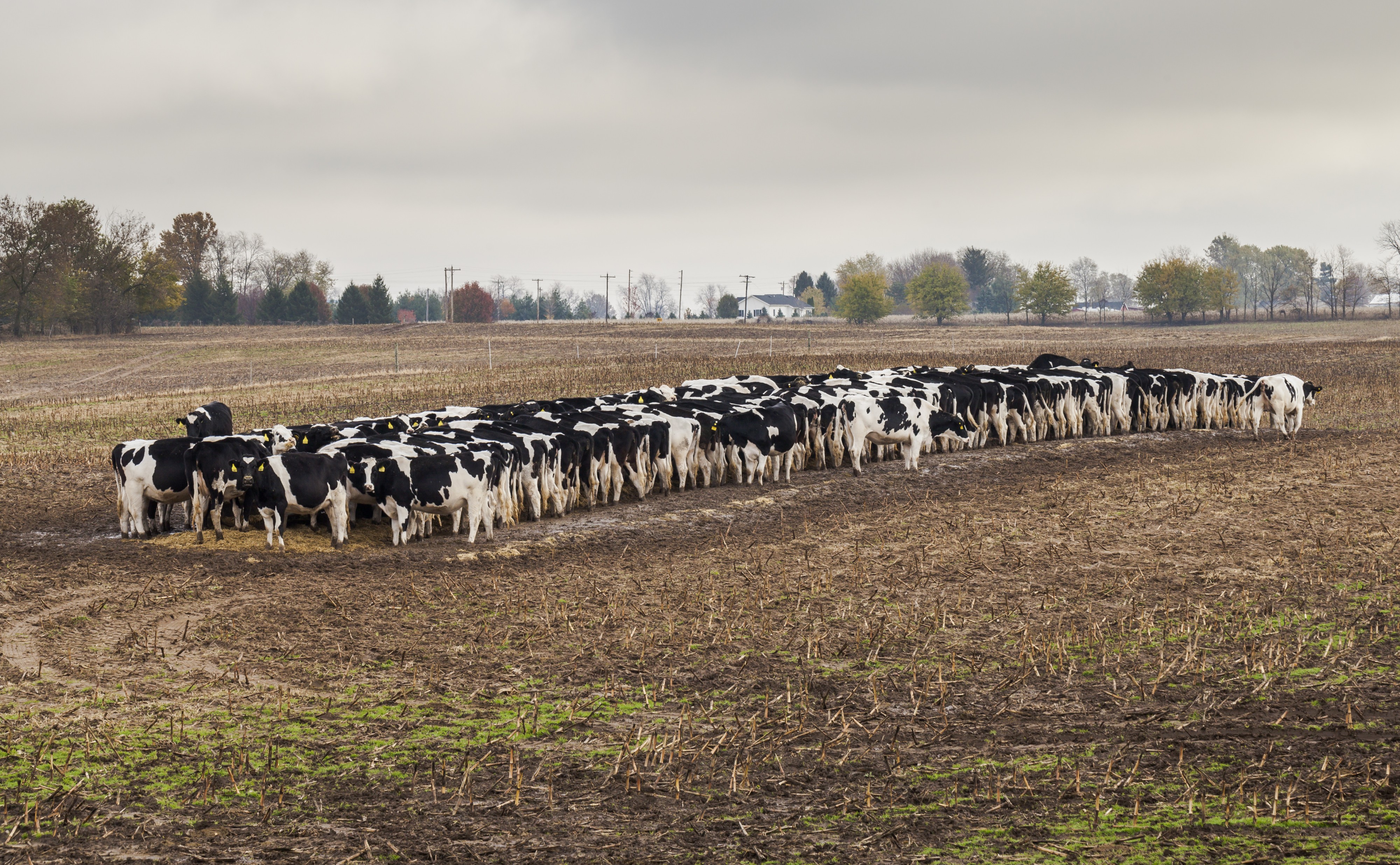 Vacas comiendo pienso, Kokomo, Indiana, Estados Unidos, 2012-10-20, DD 01