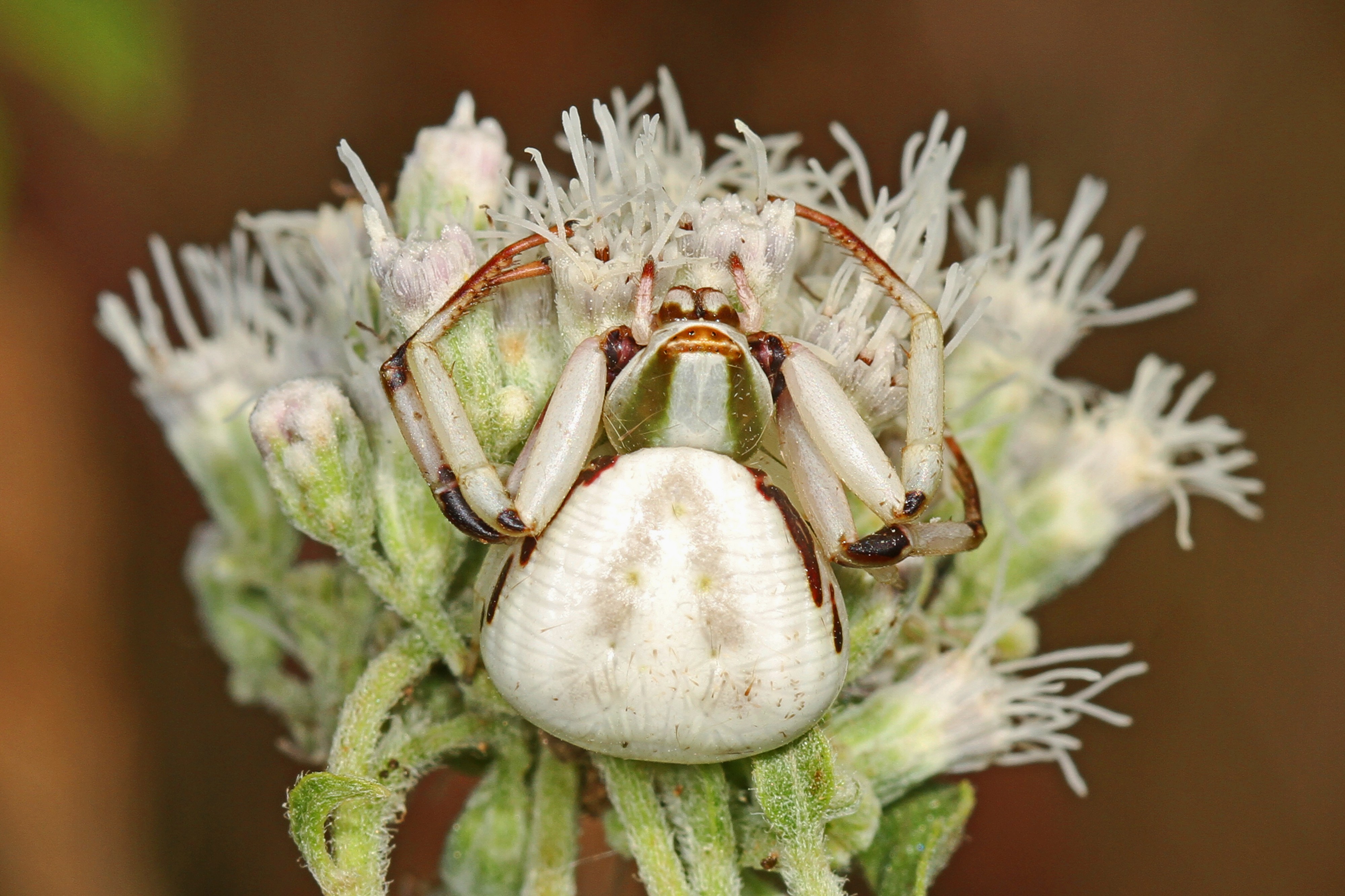 White-banded Crab Spider (female) - Misumenoides formosipes, Julie Metz Wetlands, Woodbridge, Virginia