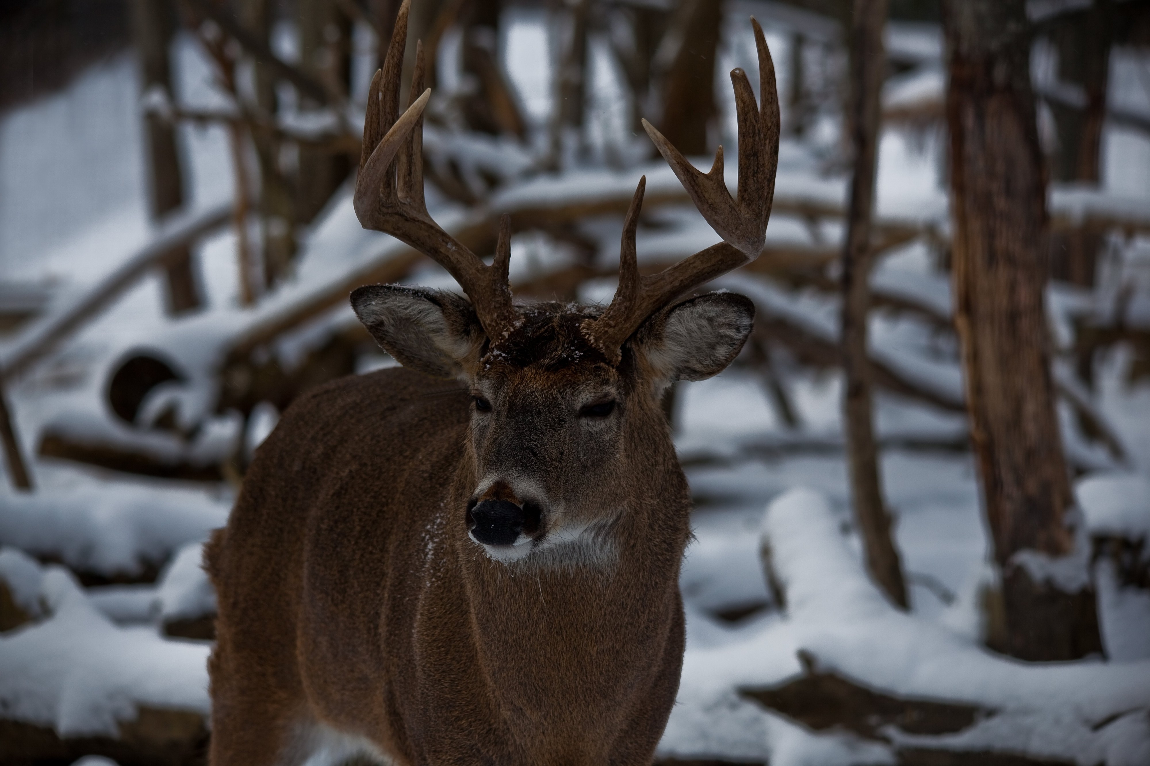 Whitetail-buck-antlers - West Virginia - ForestWander