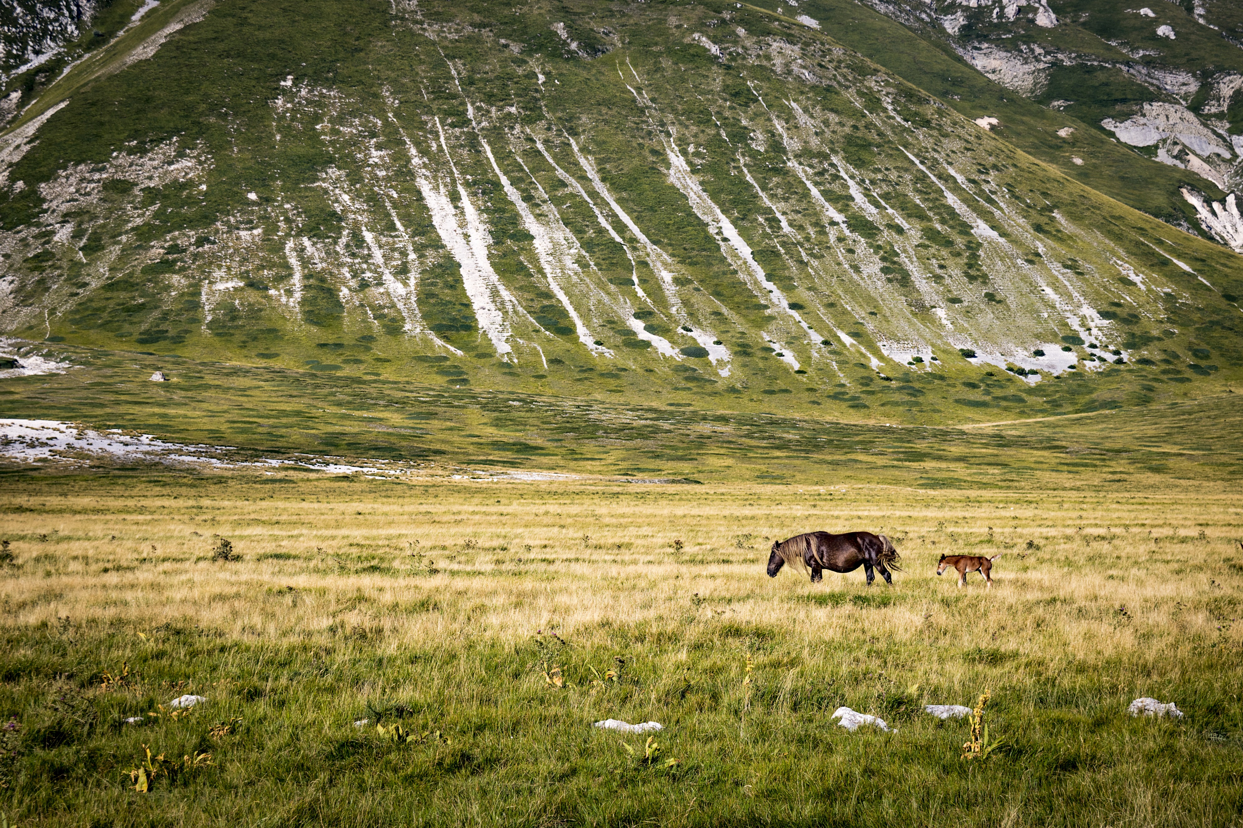 Wild Horses at Gran Sasso National Park