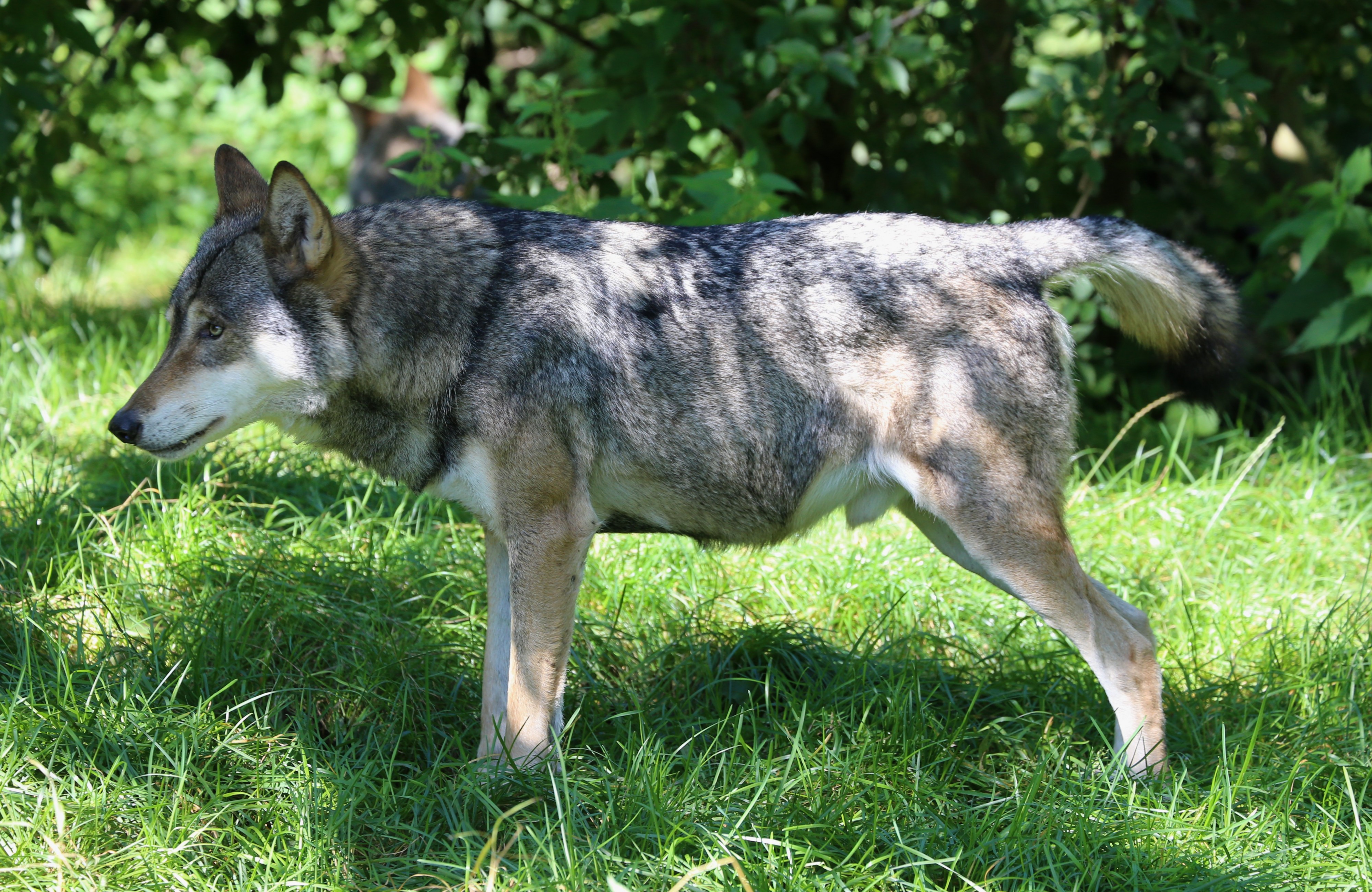 Wolf Canis lupus lupus Tierpark Hellabrunn-6