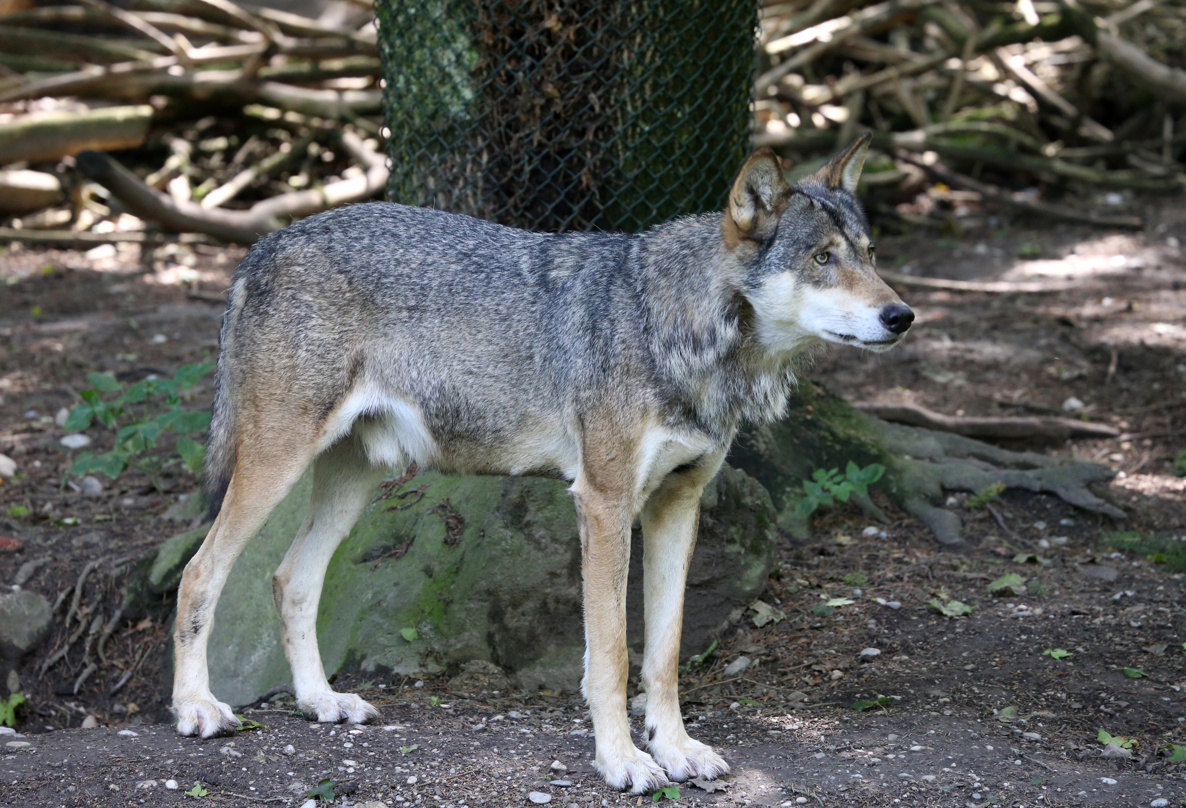 Wolf Tierpark Hellabrunn-2