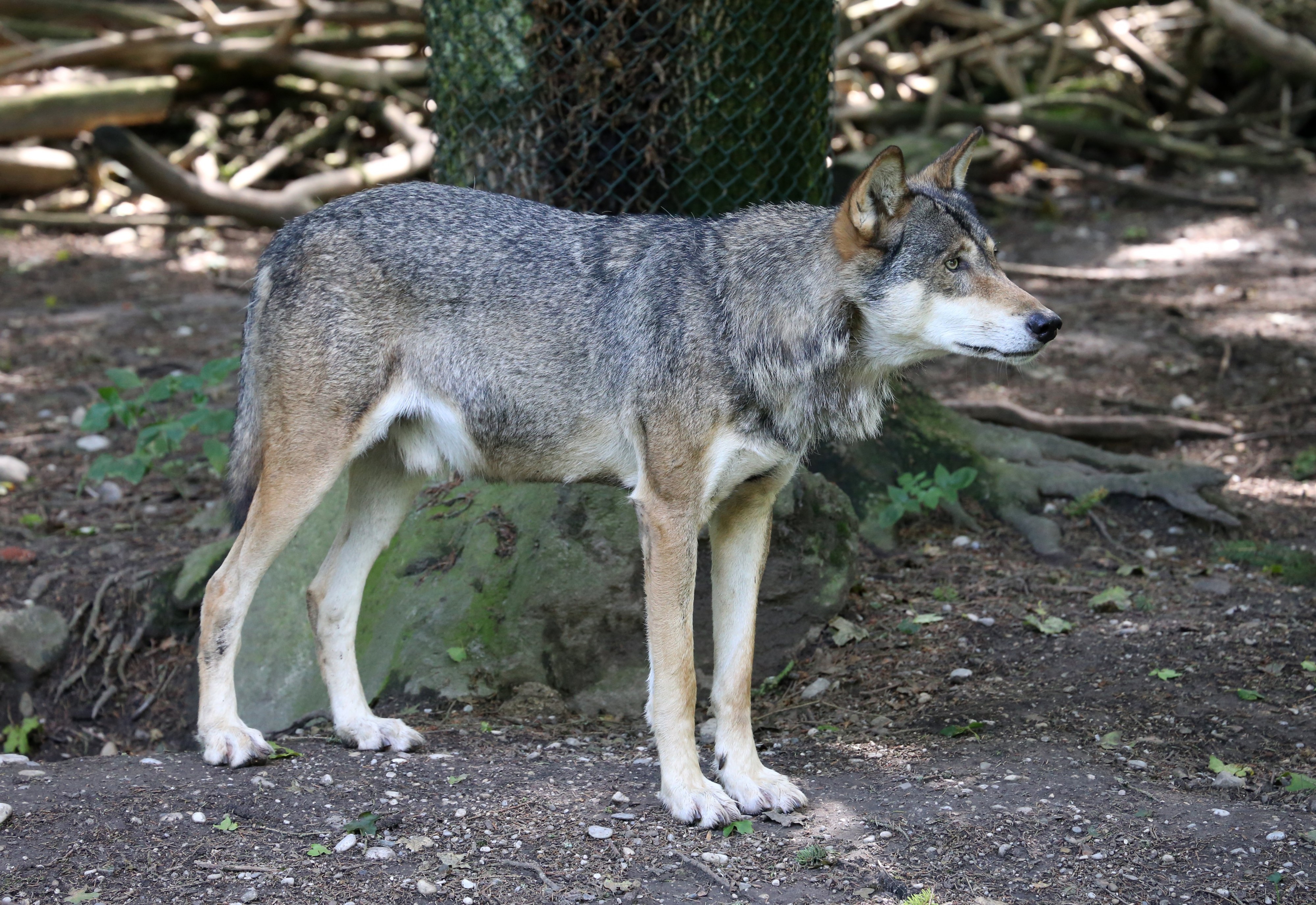 Wolf Tierpark Hellabrunn-4