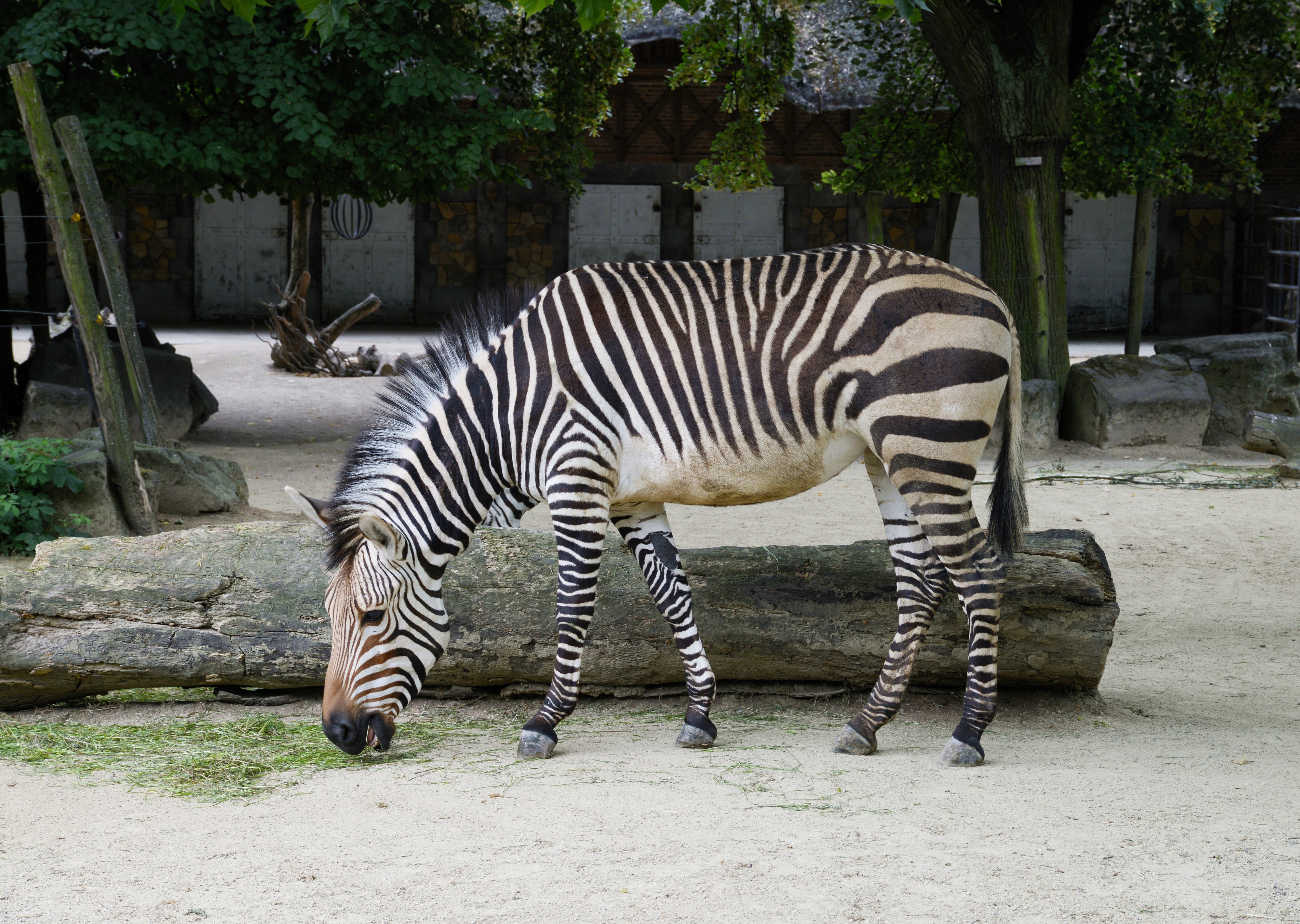 Zebra July 2015-1