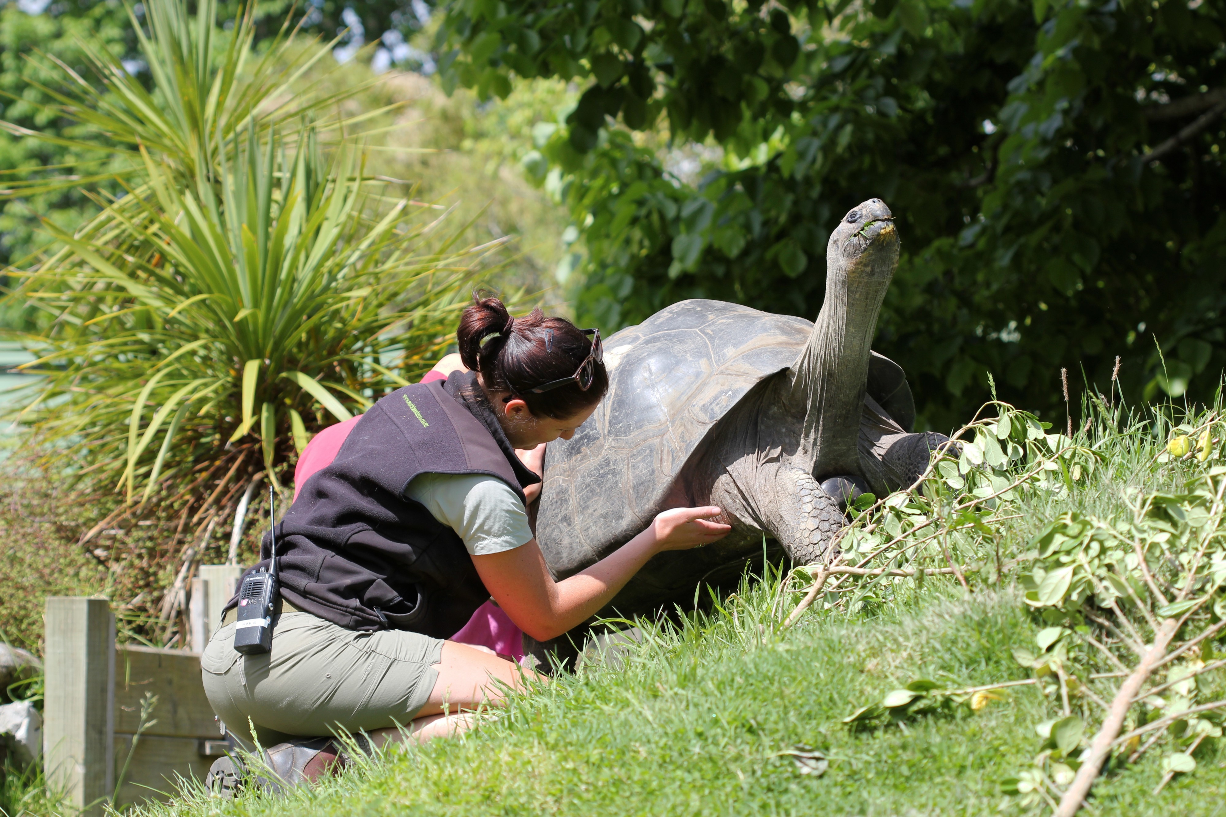 Zookeeper scratching Galapagos tortoise