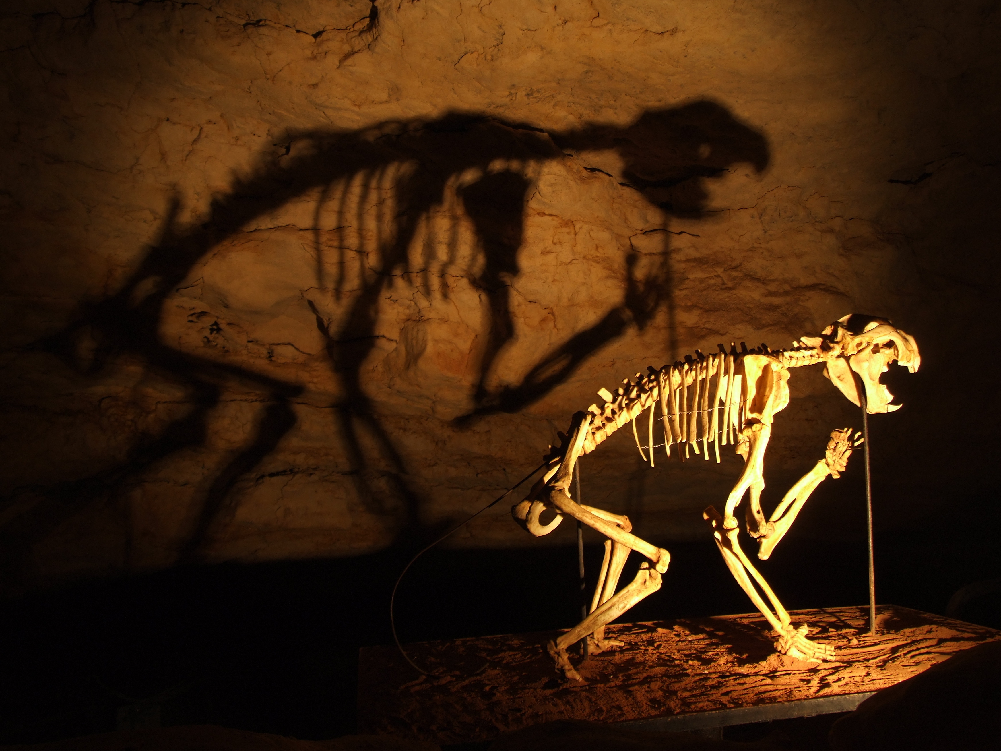 Thylacoleo skeleton in Naracoorte Caves