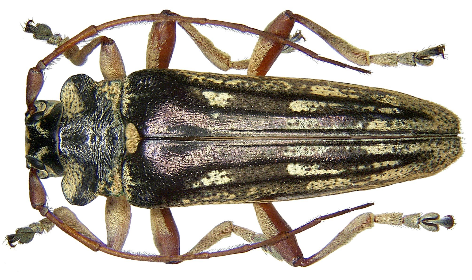 Tmesisternus pauli (Heller, 1897) (3575663283)