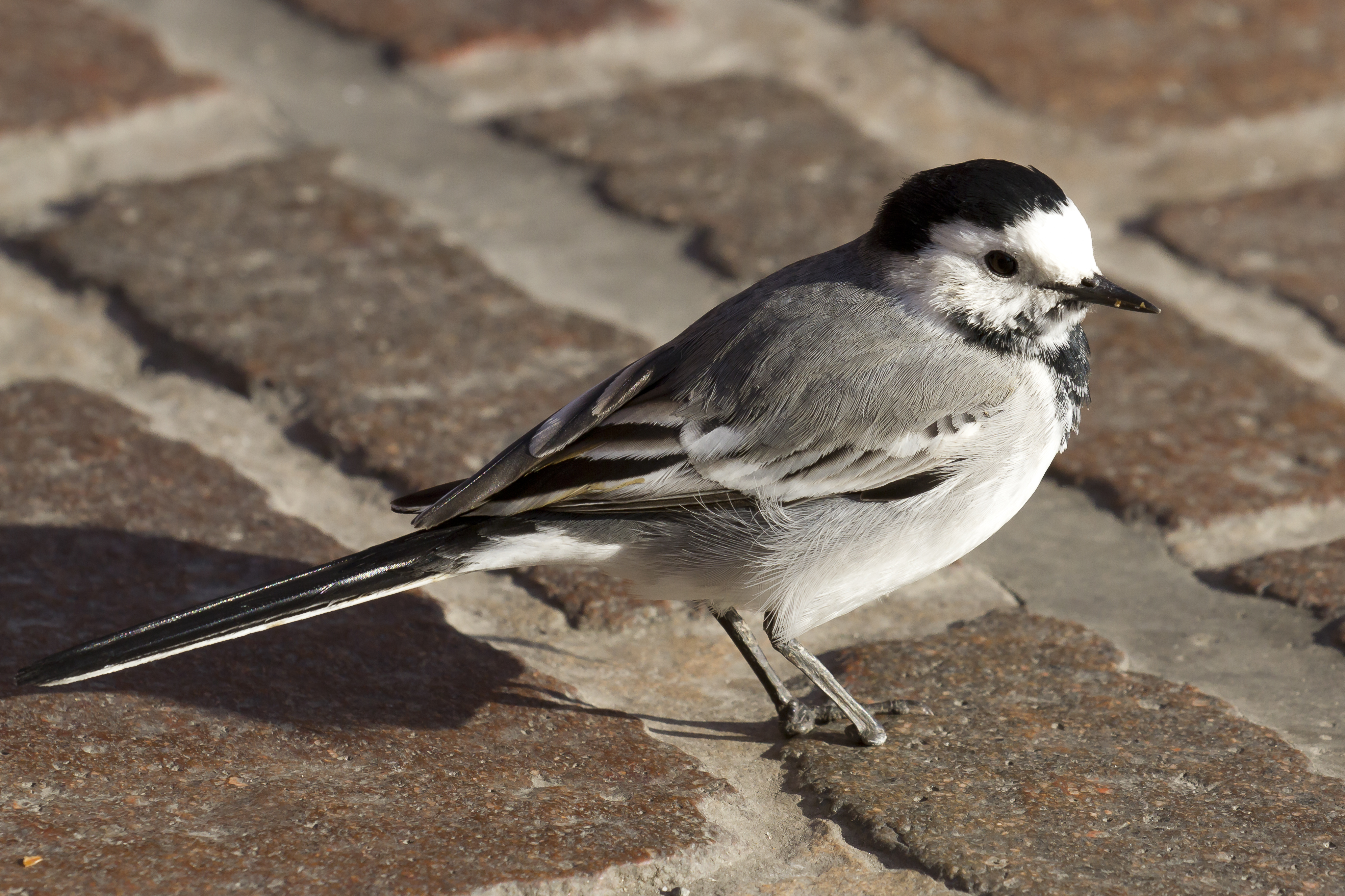 Toulouse - White Wagtail - 2012-02-23 - 01