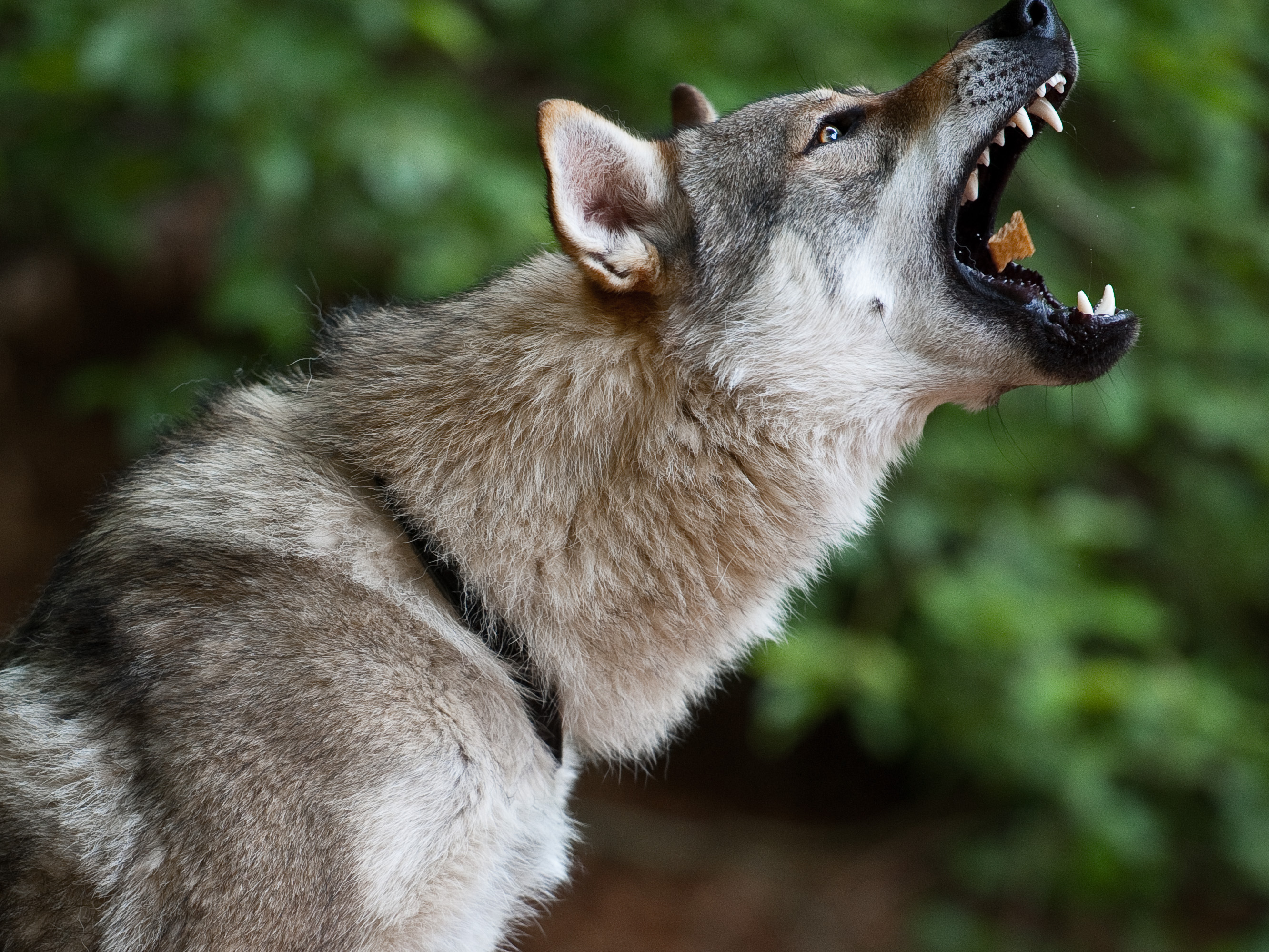 Tschechoslowakischer Wolfhund3